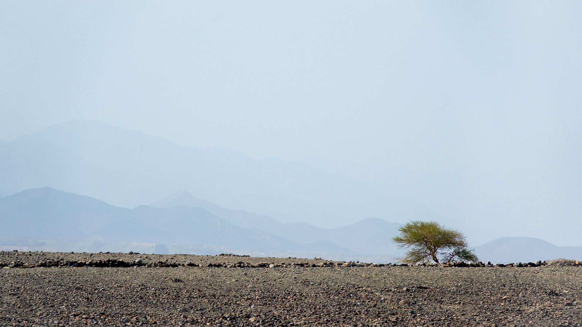 With a backdrop of arid mountains, and a foreground of gravel and rocks, a lone tree manages to survive in the Danakil Desert, Ethiopia, the hottest, driest, most inhospitable place on Earth.