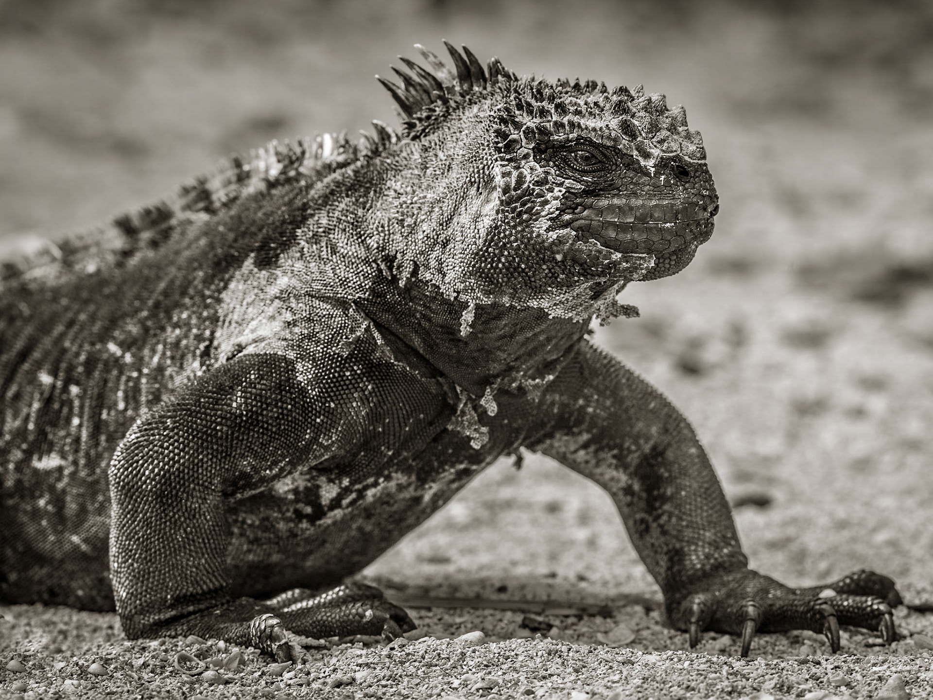Marine Iquana (Amblrhynchus cristatus - Endemic), Playa Punta Carola, Isla San Cristóbal, Galápagos Islands, Ecuador