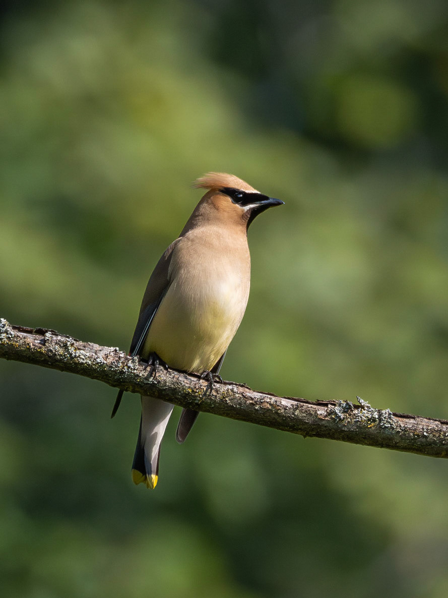 Cedar Waxwing