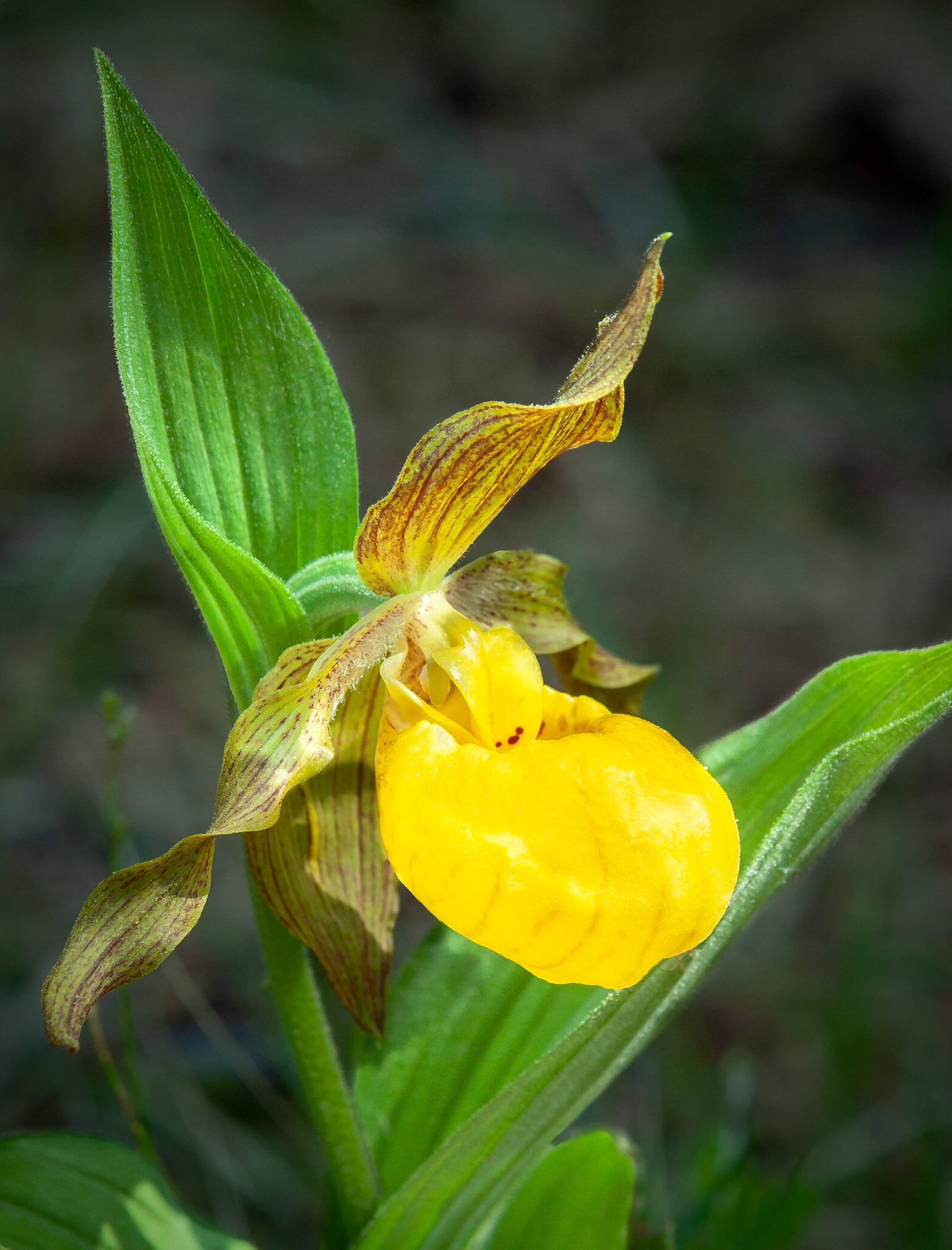 Yellow Lady's-Slipper (Cypripedium pubescens), Dorcas Bay, Bruce Peninsula National Park, Ontario