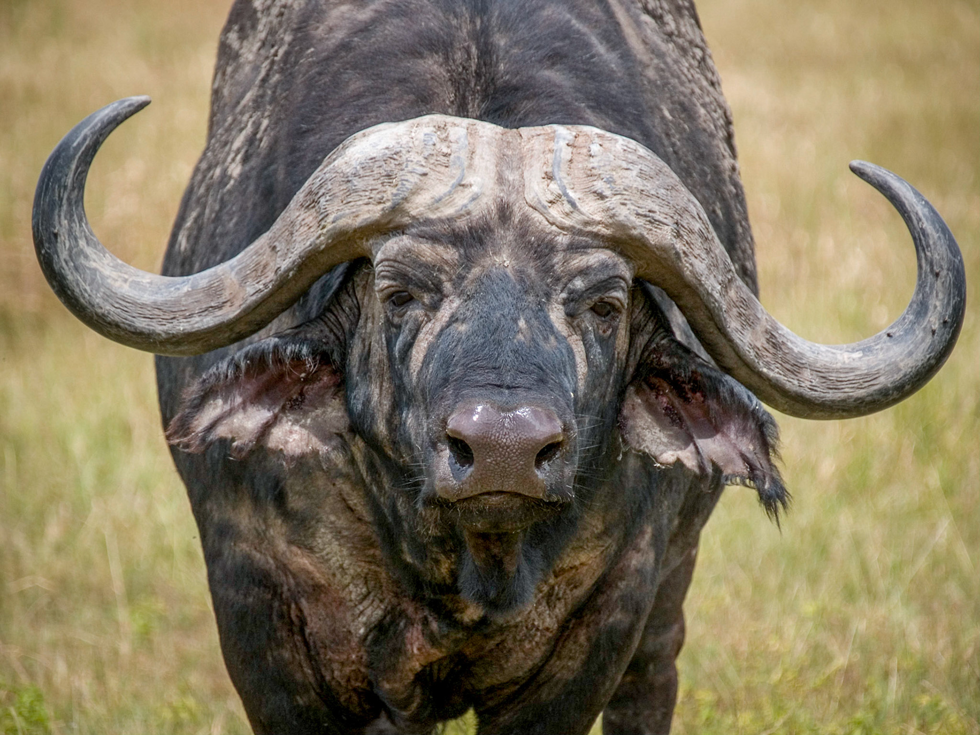 A close-up of a Cape Buffalo staring directly into the camera with horns curving out to the side; Ngorongoro Crater, Tanzania