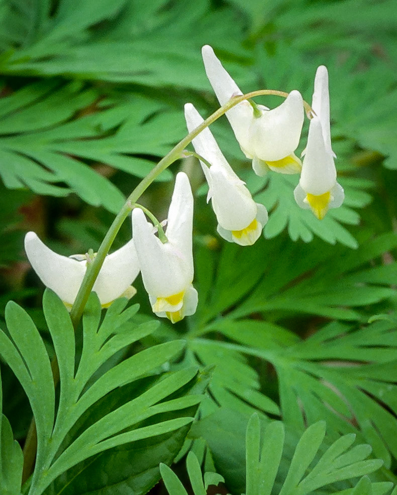 Dutchman’s Breeches - V