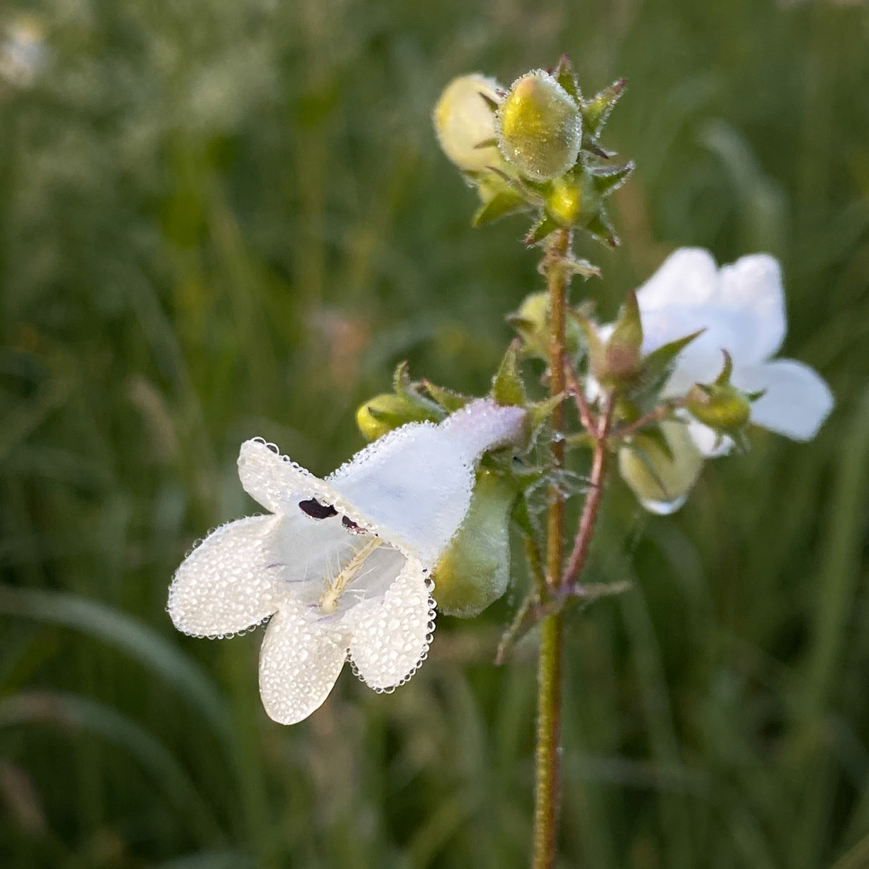 Hairy Beardtongue