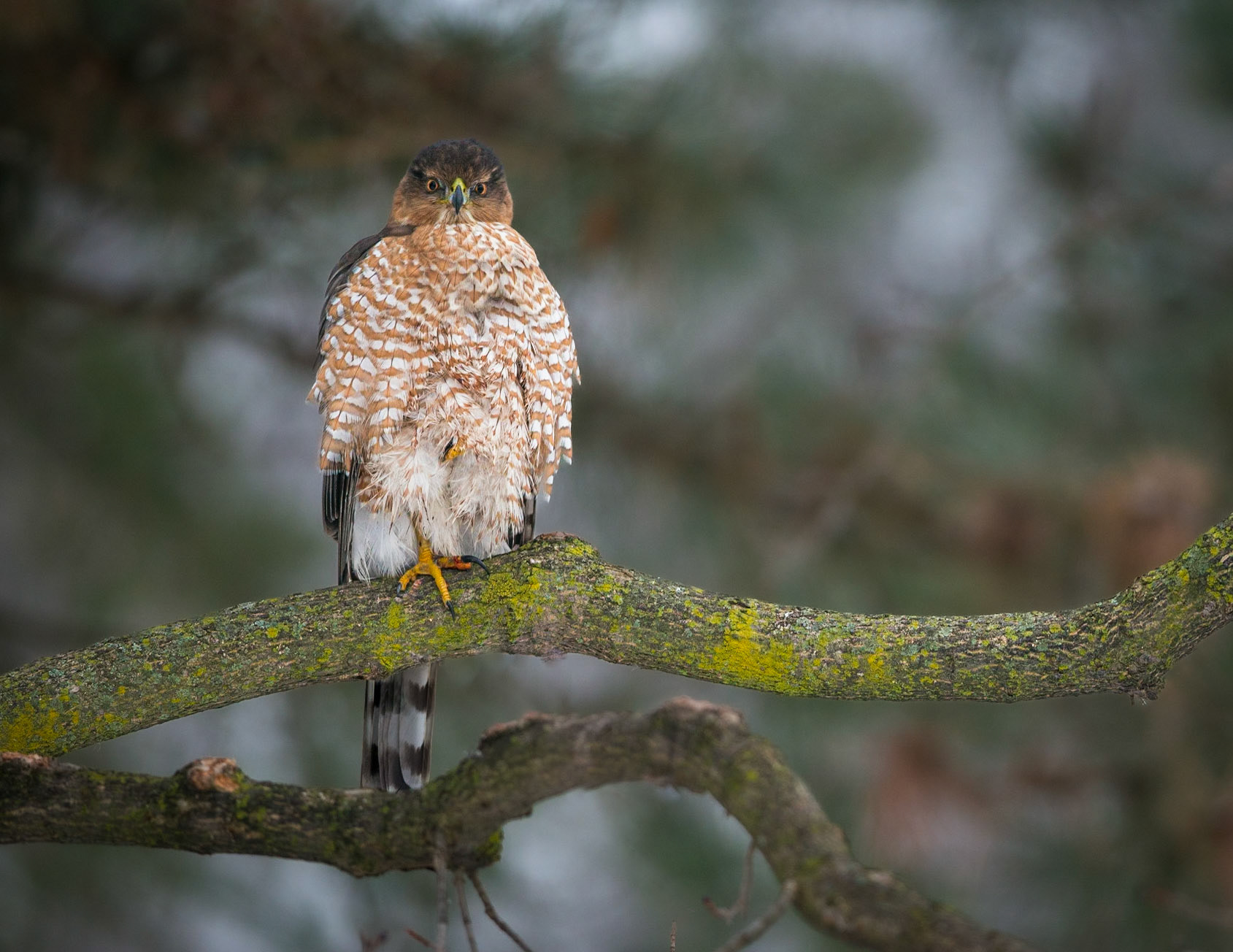 An adult Cooper's Hawk sits alone on a horizontal tree branch staring into the camera, with an out-of-focus background of trees and leaves.