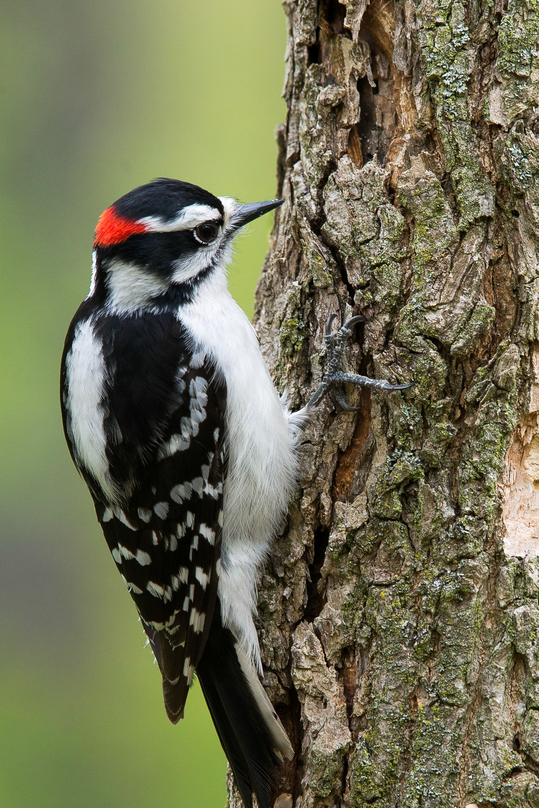 Downy Woodpecker, male (Picoides pubescens)