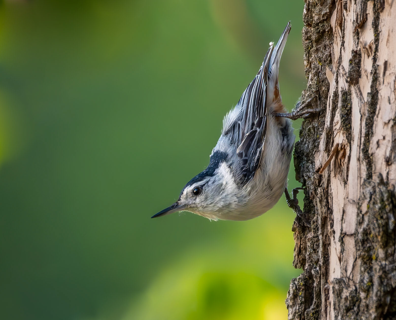 White-breasted Nuthatch