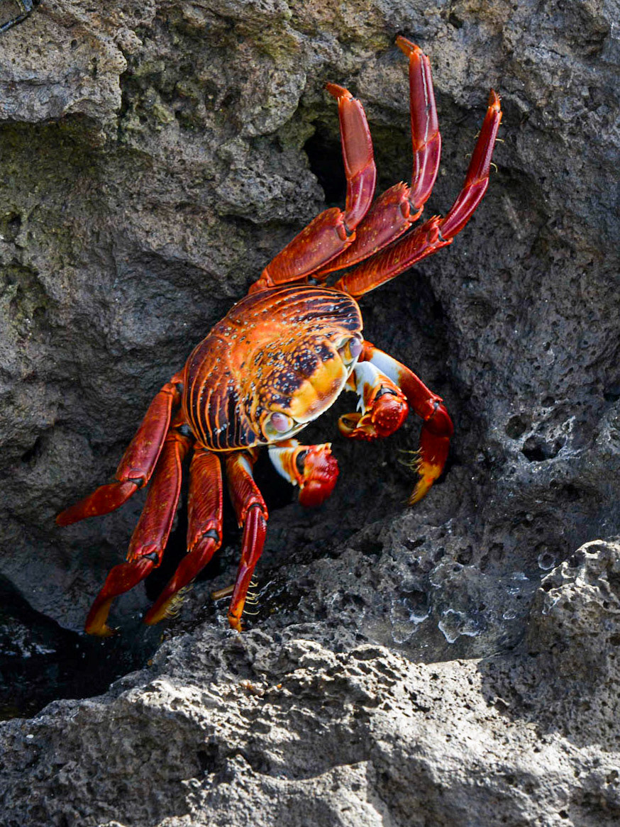 Mann Beach, Puerto Baquerizo Moreno, San Cristóbal, Galápagos