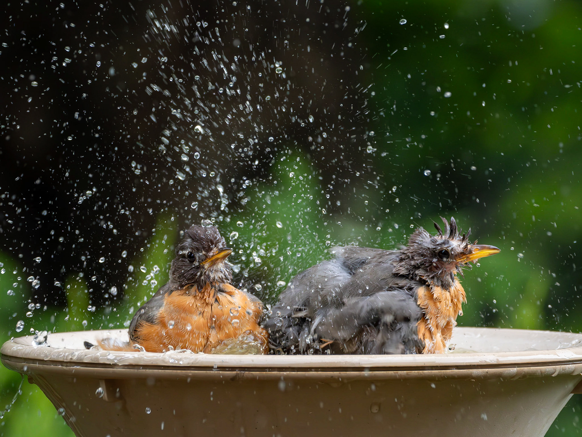 Rub a dub, dub: two robins splashing in the bird bath.