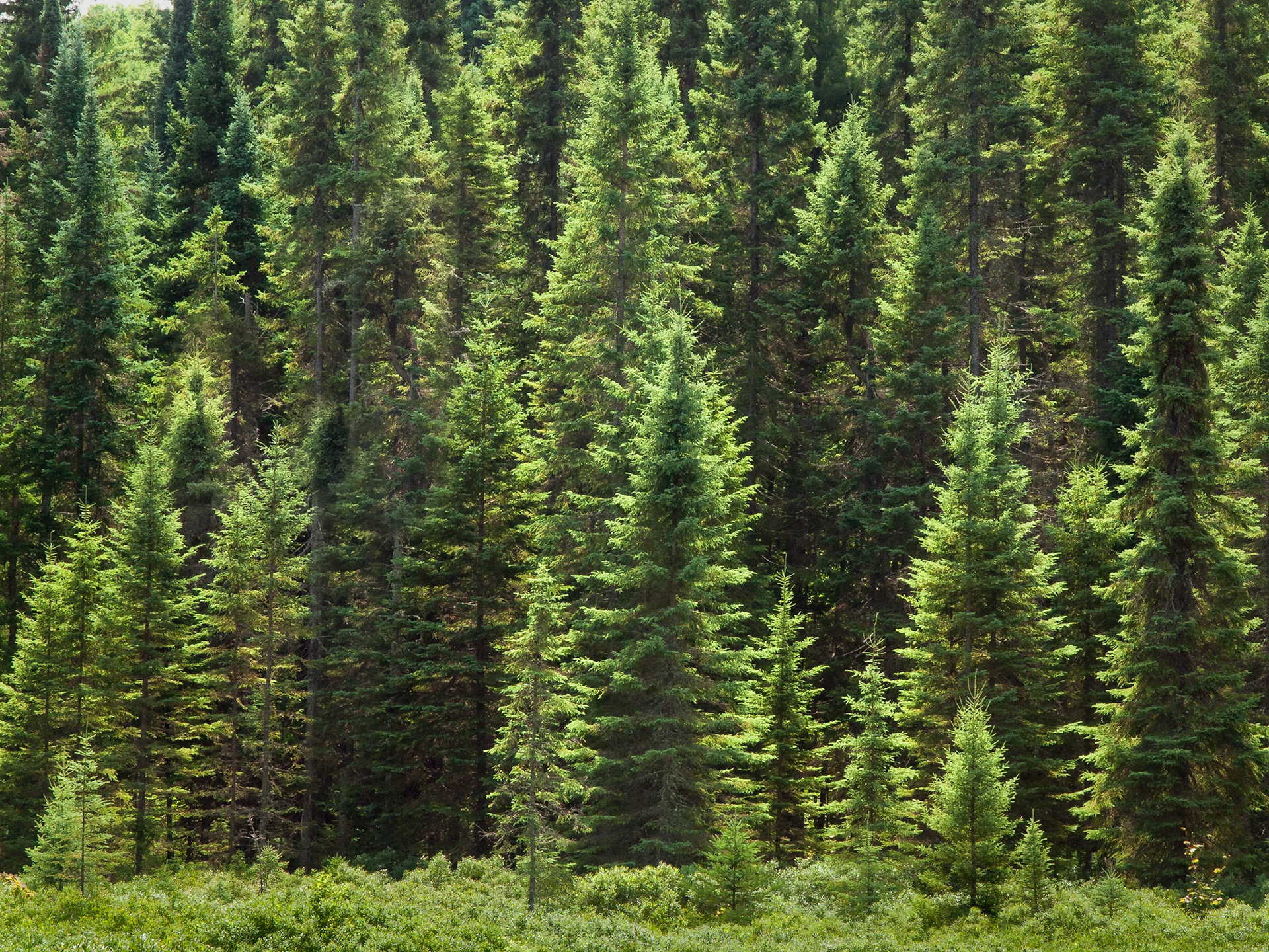 Bright green spruce, pine and fir trees of the boreal forest fill the view of the edge of a lake on the Canadian Shield
