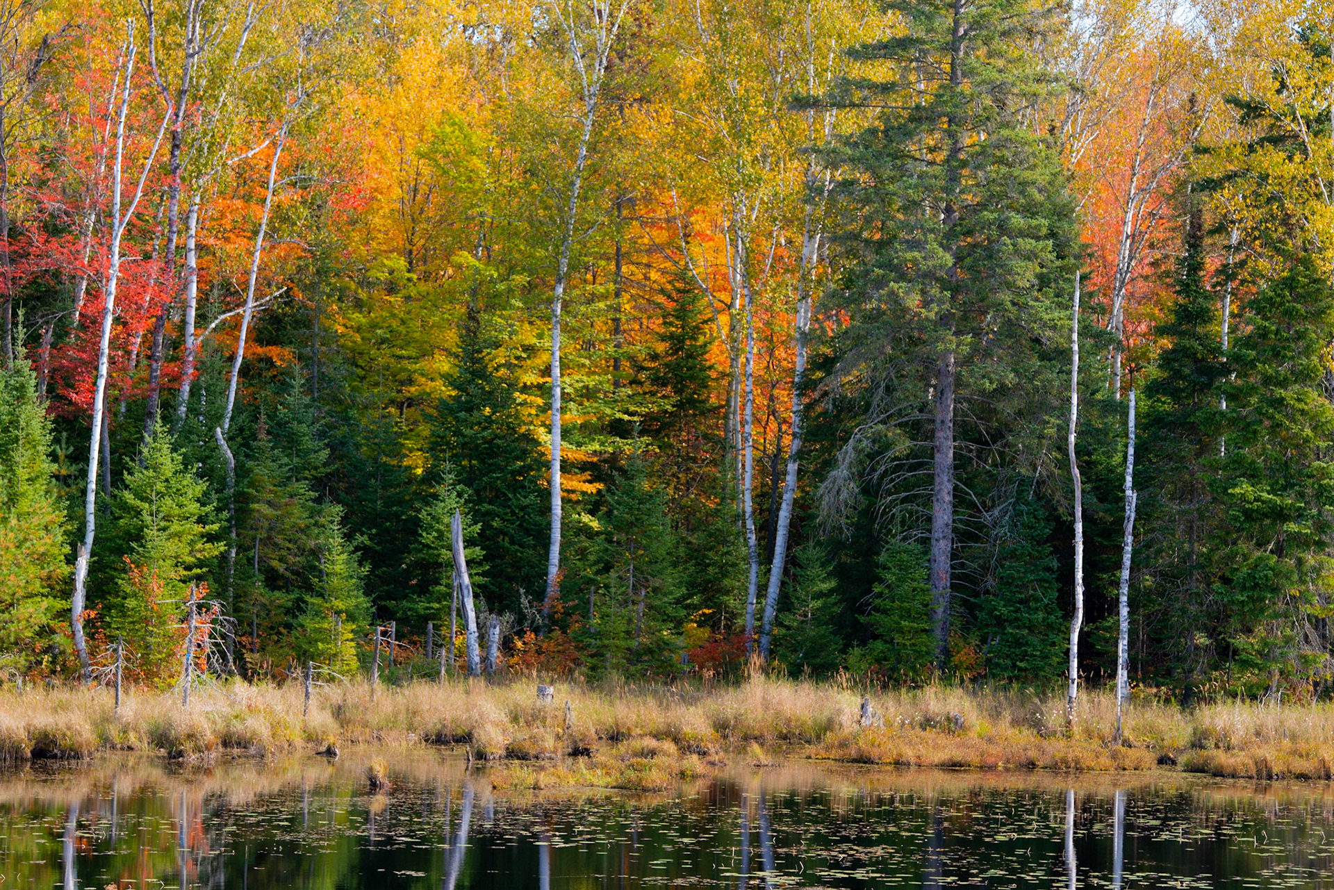 Autumn Fire