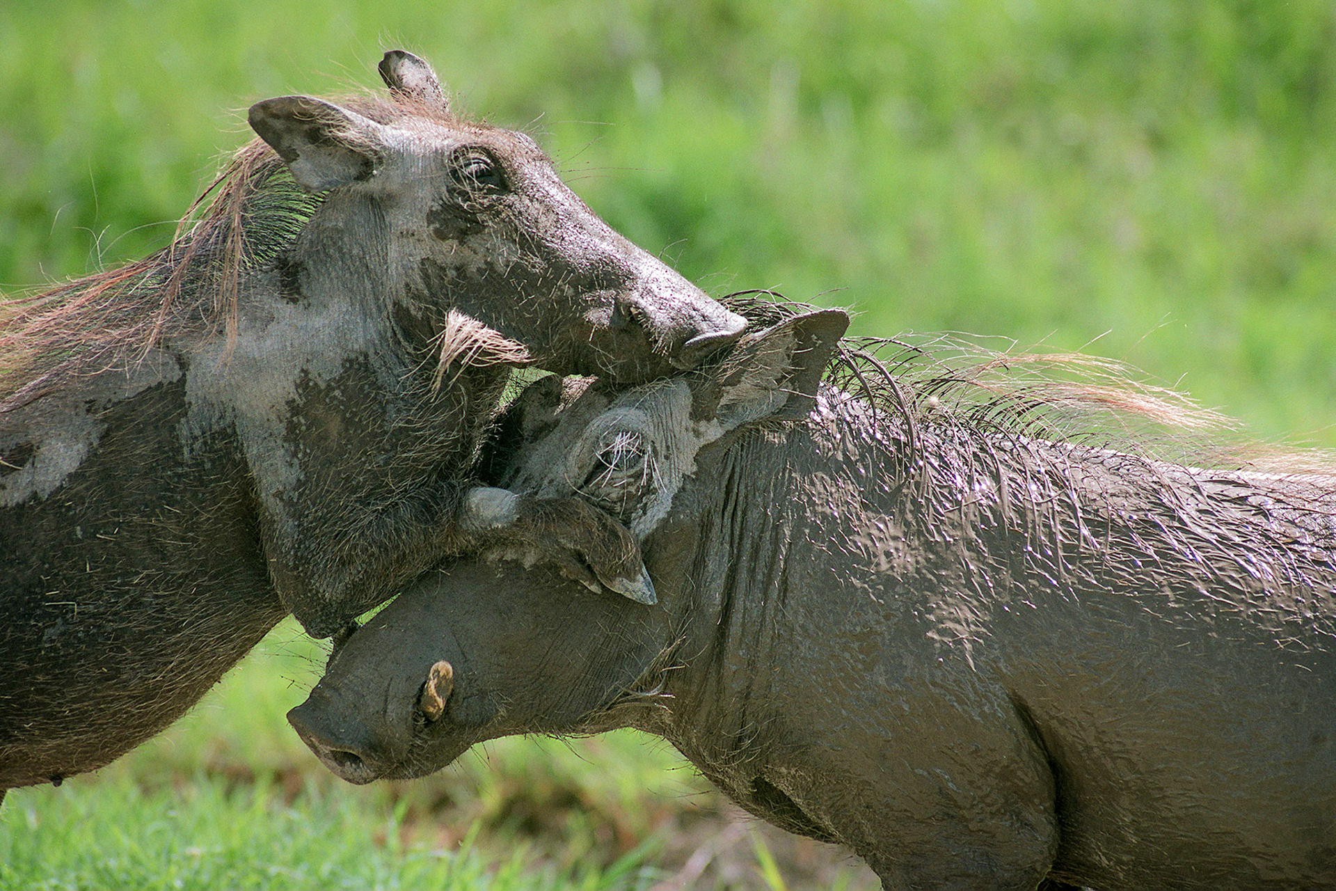 A head-and-shoulders view of wo warthogs greeting each other amidst the green vegetation of Ngorongoro Crater, Tanzania
