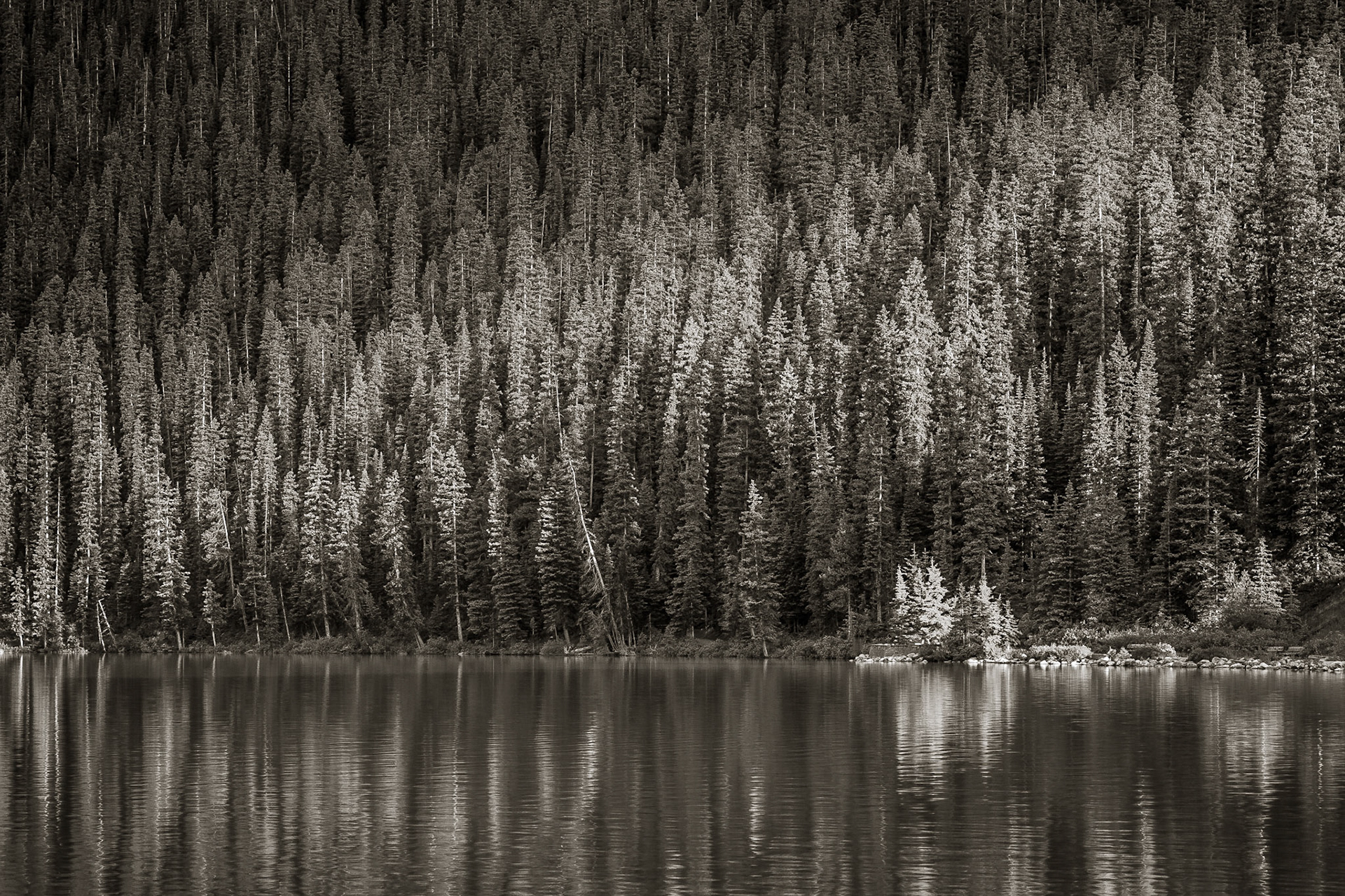 A swath of bright, early morning light cuts across the forested slopes leading down to the shimmering waters of Lake Louise in Banff National Park, Alberta, Canada