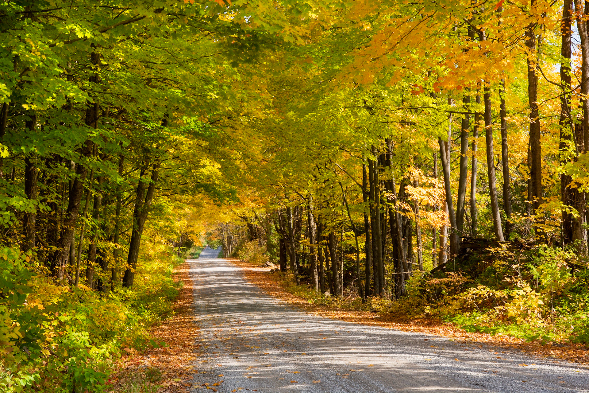 Maples and Autumn Colour, Rural Ontario