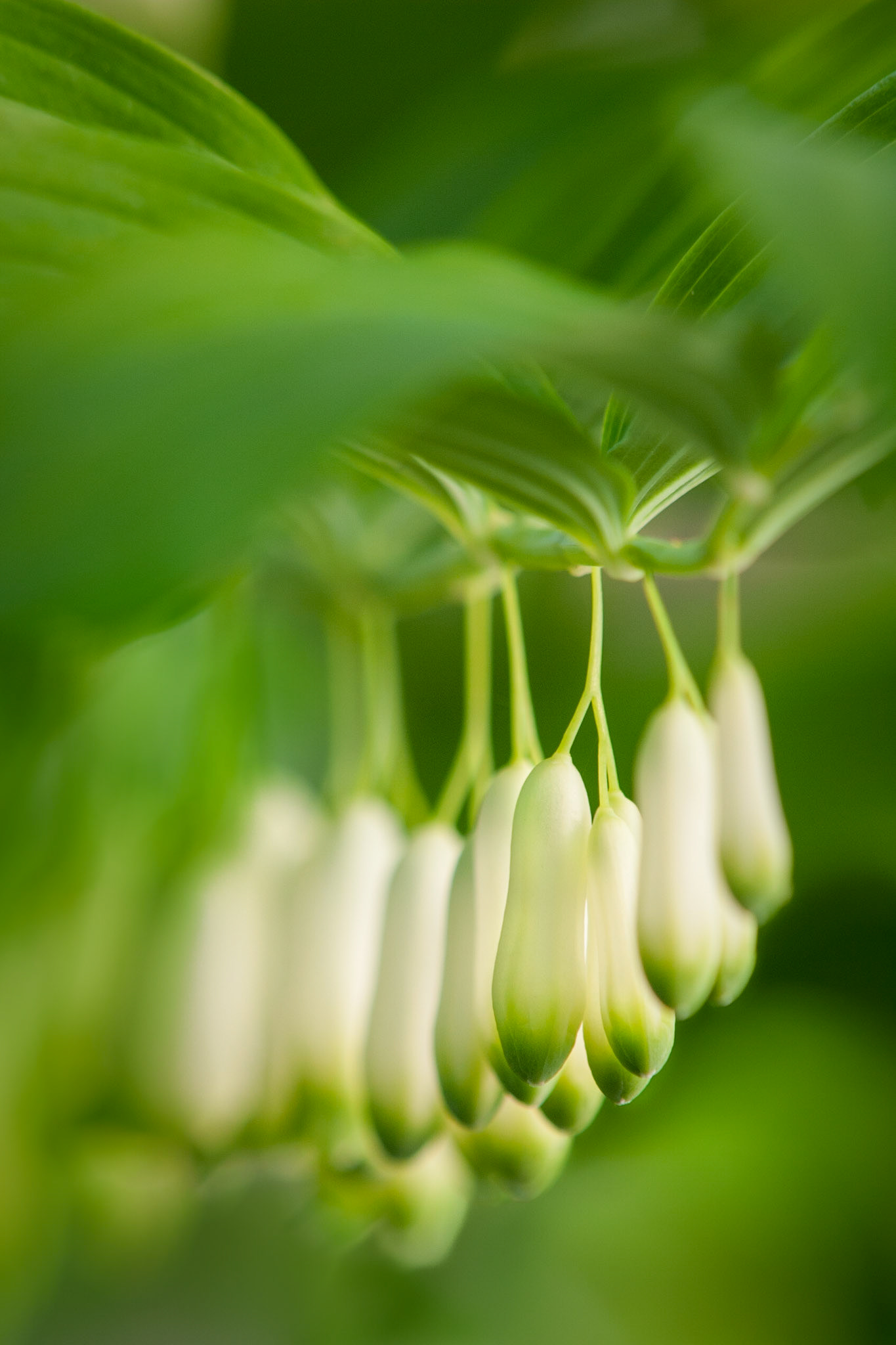 Solomon's Seal - V
