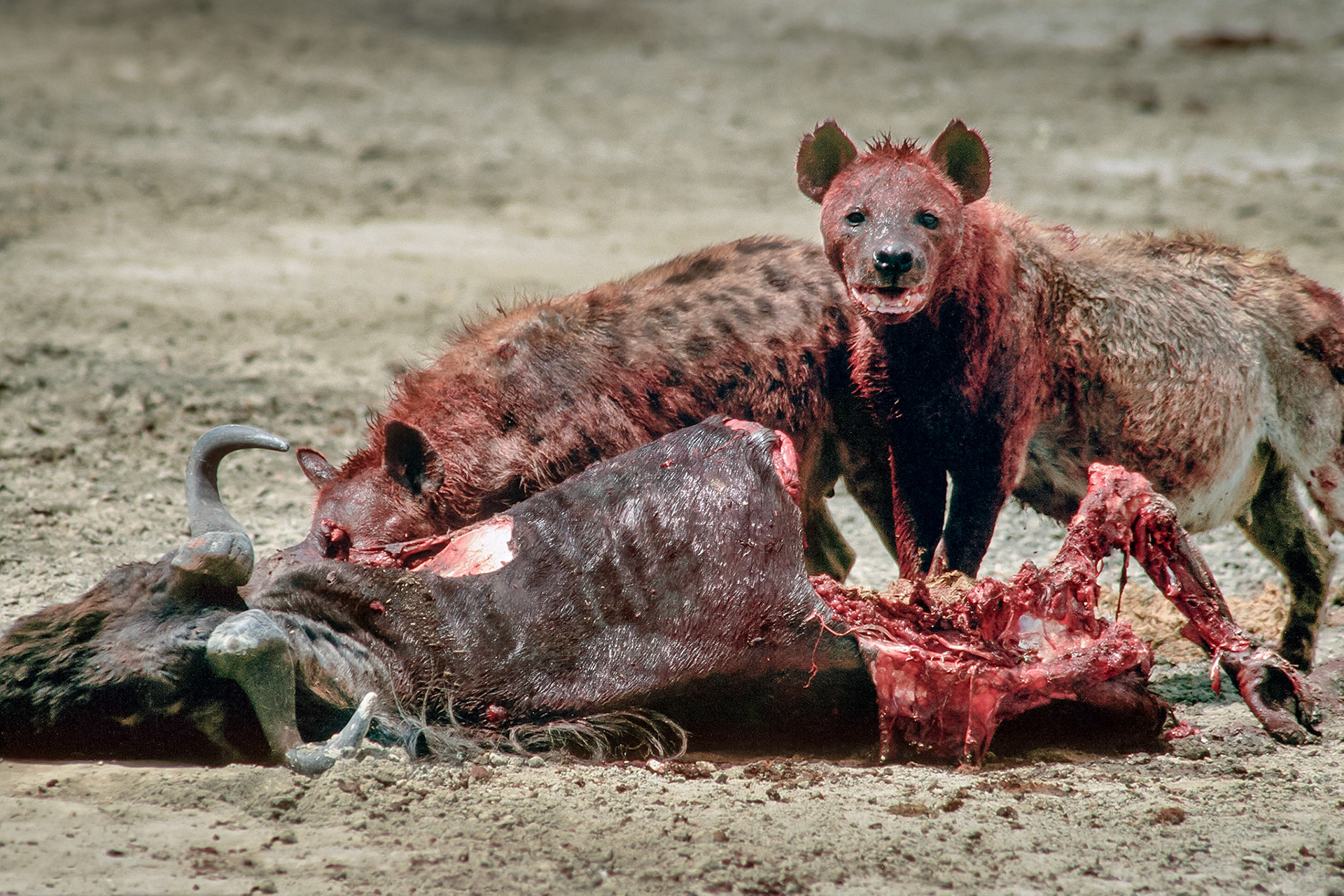 One hyena red with blood looks up whilst another gorges itself on the remains of a wildebeest or gnu on the sandy plains of the Ngorongoro Crater in the Great East African Rift Valley of Tanzania.