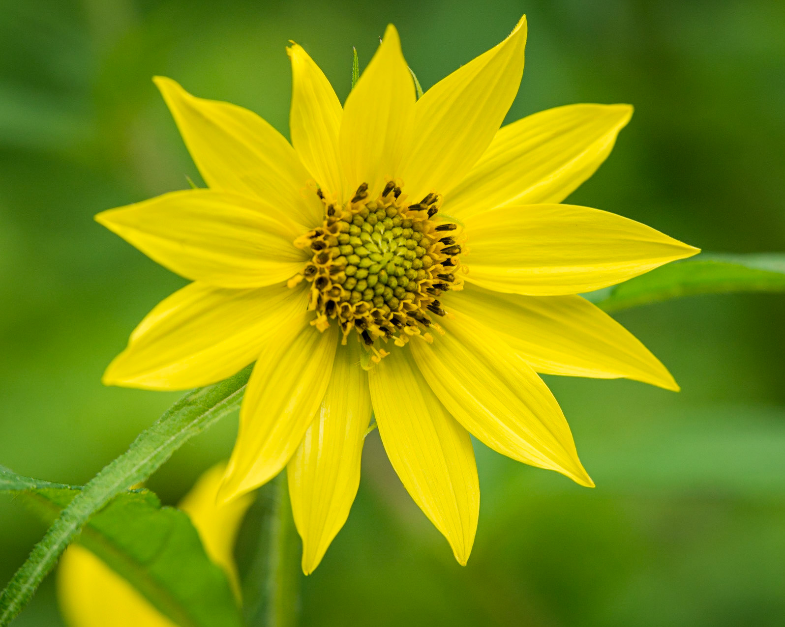 Tall Sunflower (Helianthus).