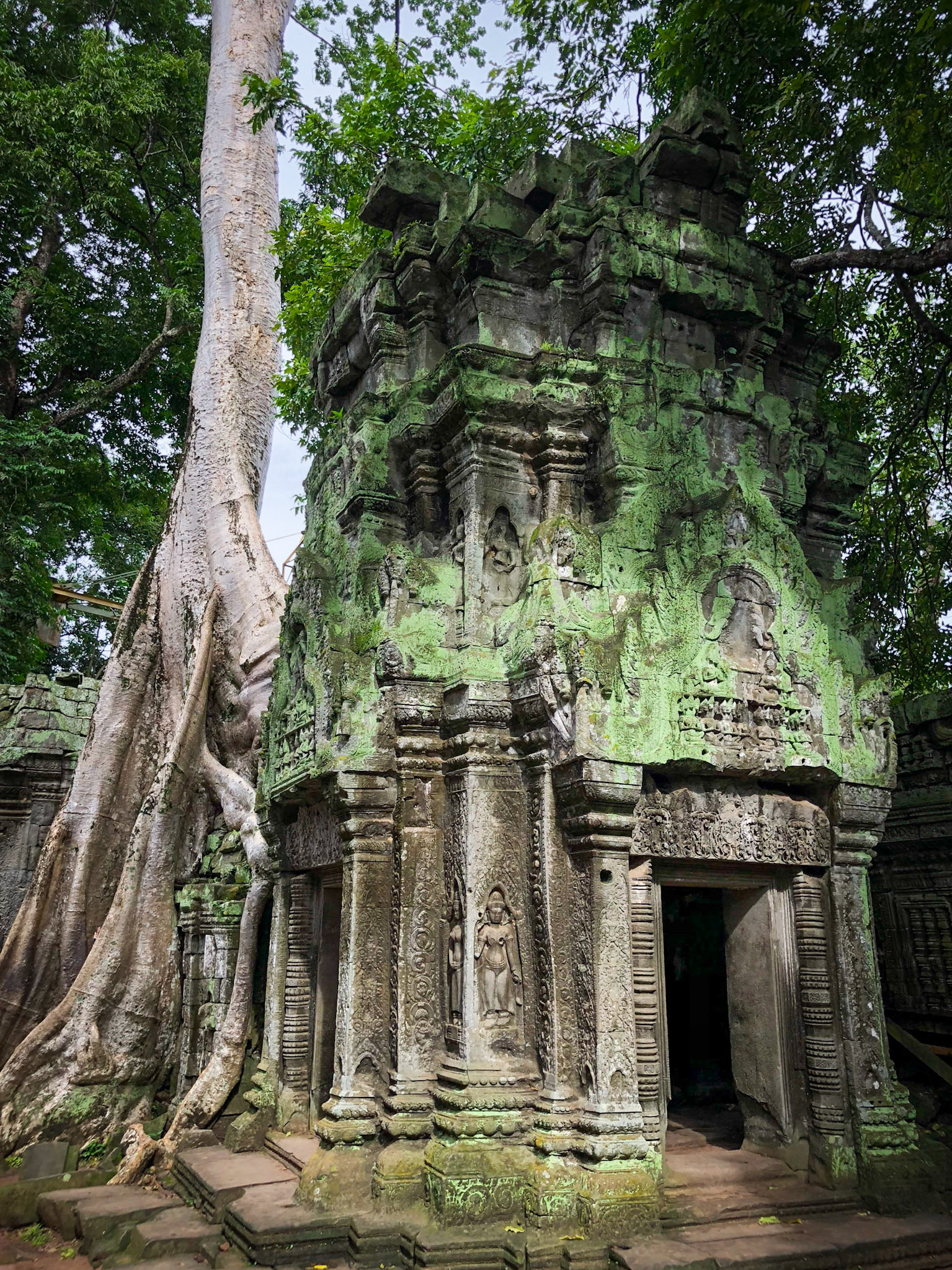 Ta Prohm, Angkor, Cambodia