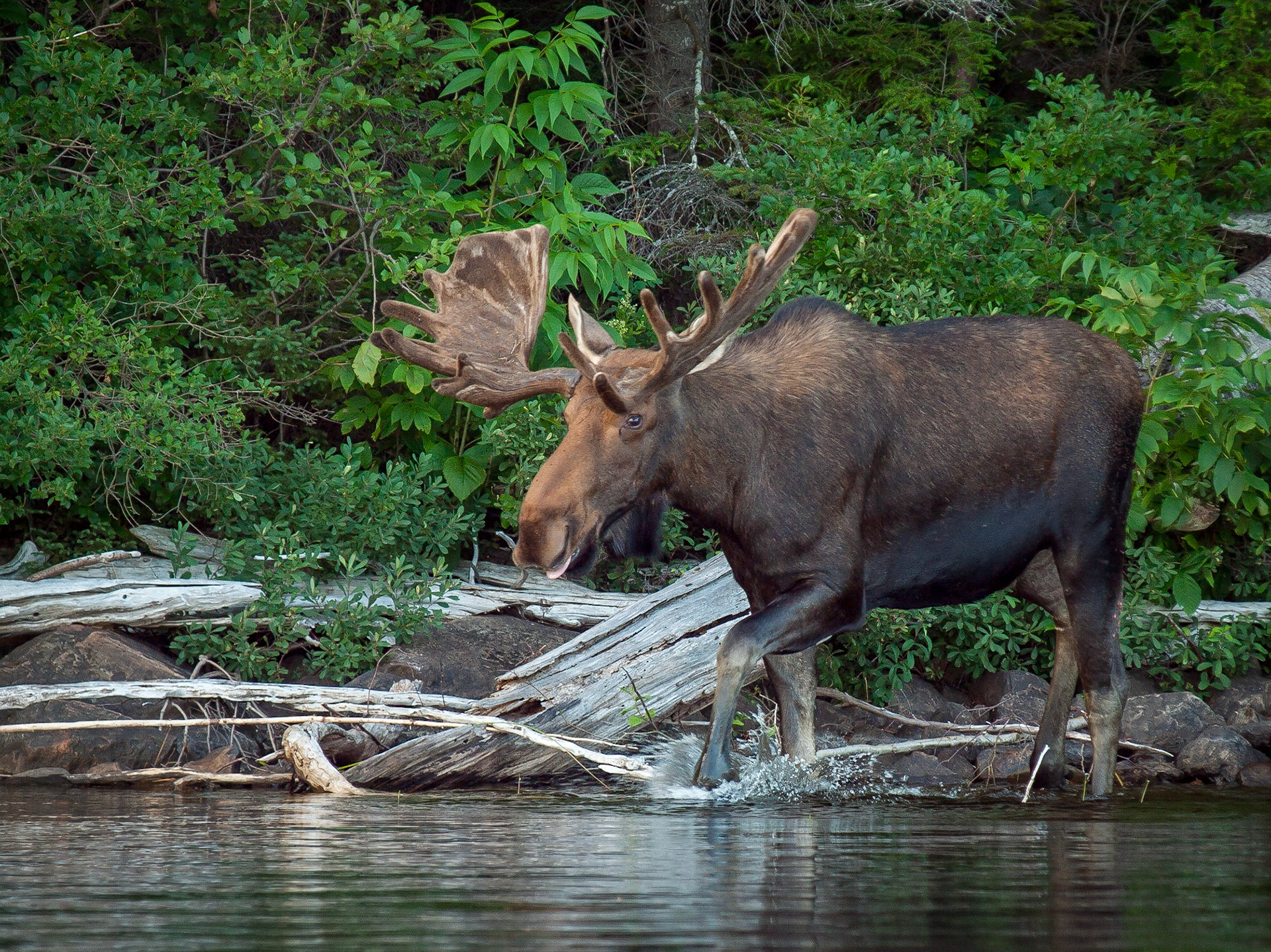 Bull Moose (Alces alces), Algonquin Provincial Park, Ontario