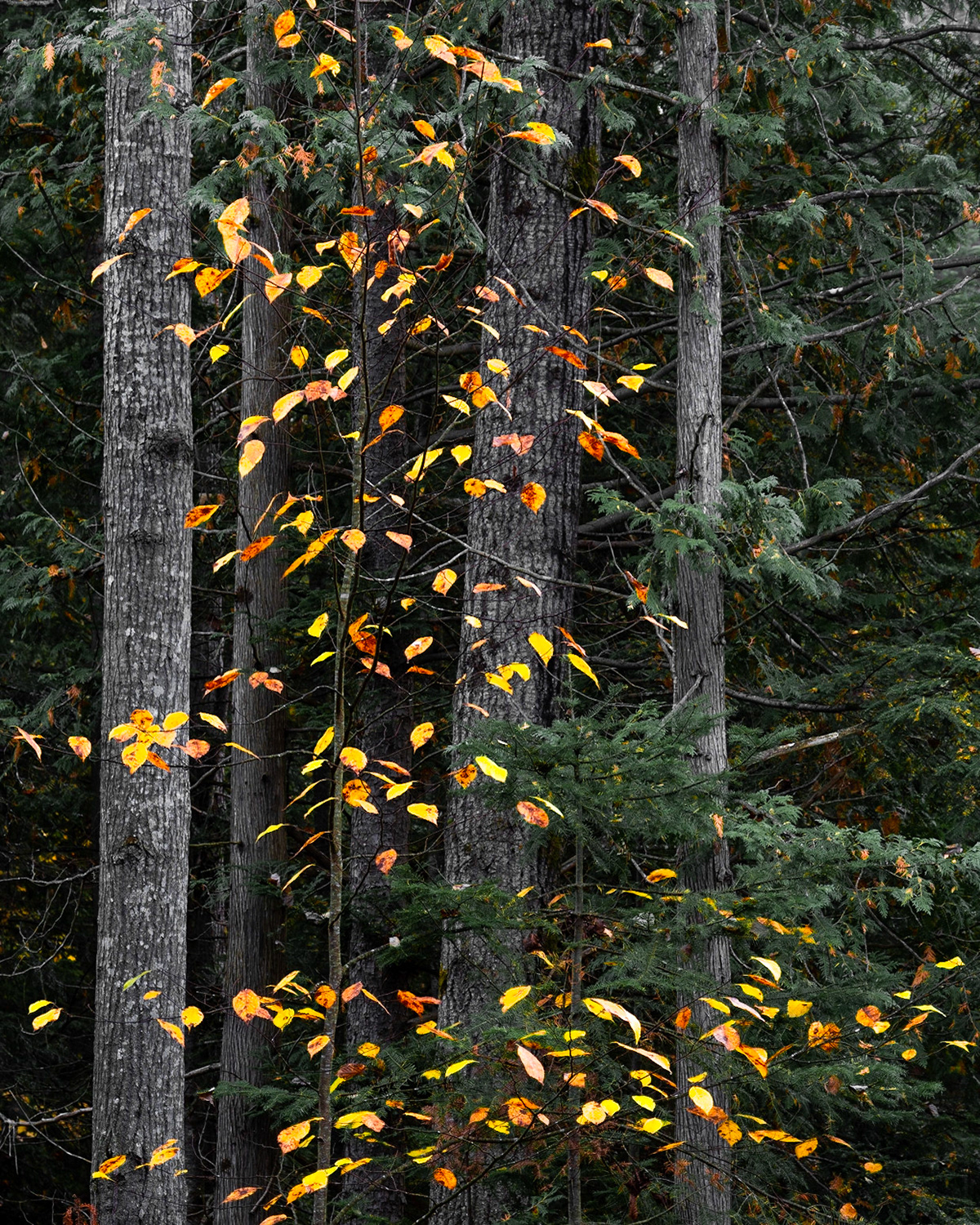 Golden yellow and ochre autumn beech leaves appear as drop in front of the dark green forest of coniferous trees behind.