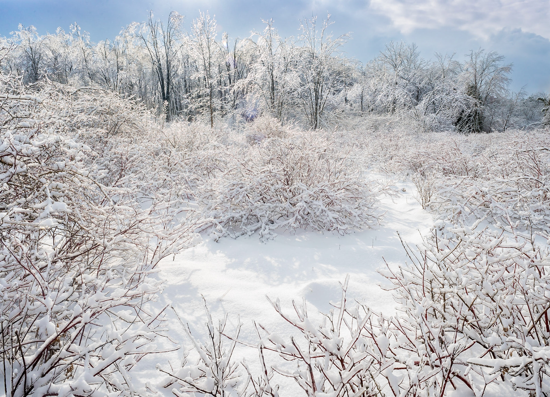 A beautiful, snowy afternoon in the Arboretum at the University of Guelph.