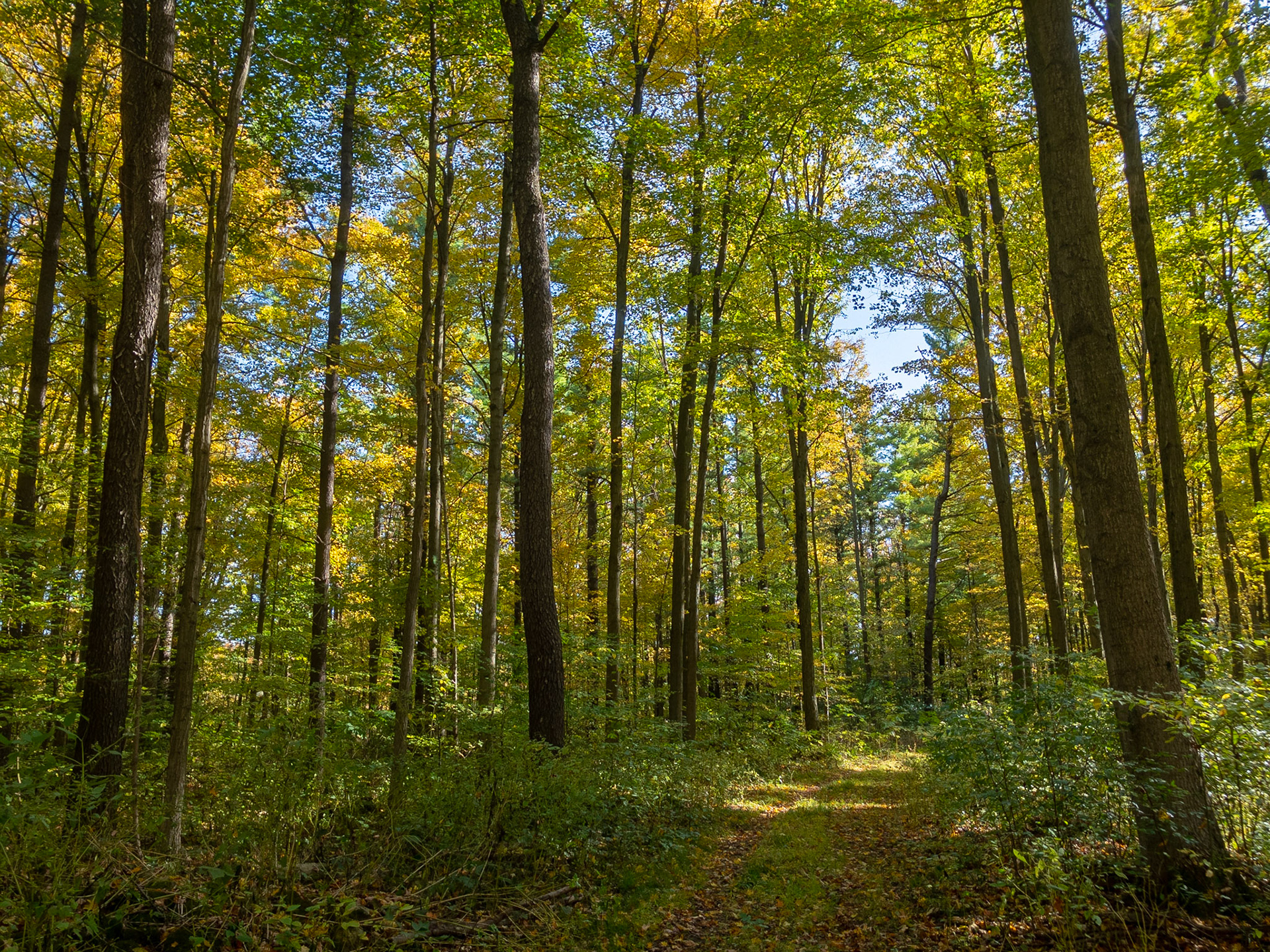 Leaf-strewn pathway through a brightly-coloured autumn forest