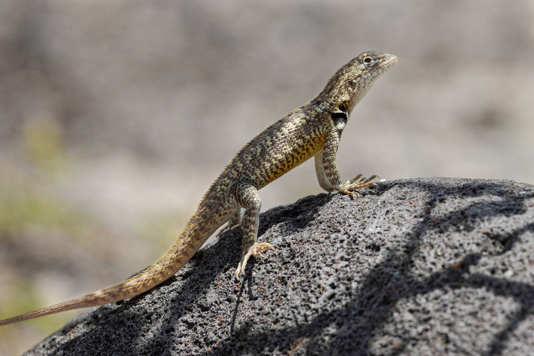 San Cristóbal Lava Lizard (Microlophus bivittatus - Endemic),  La Loberia, Galápagos Islands, Ecuador