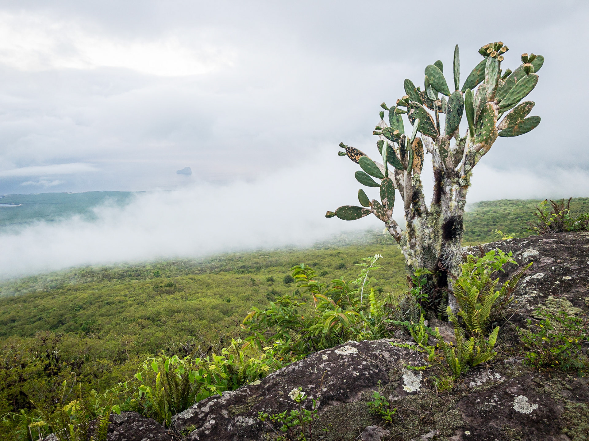 Opuntia and Galápagos Coast, San Cristóbal