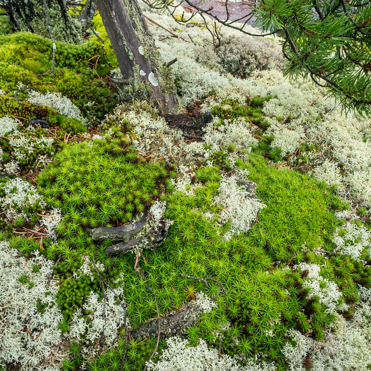 Detail: Life under a Jack Pine, French River, Ontario