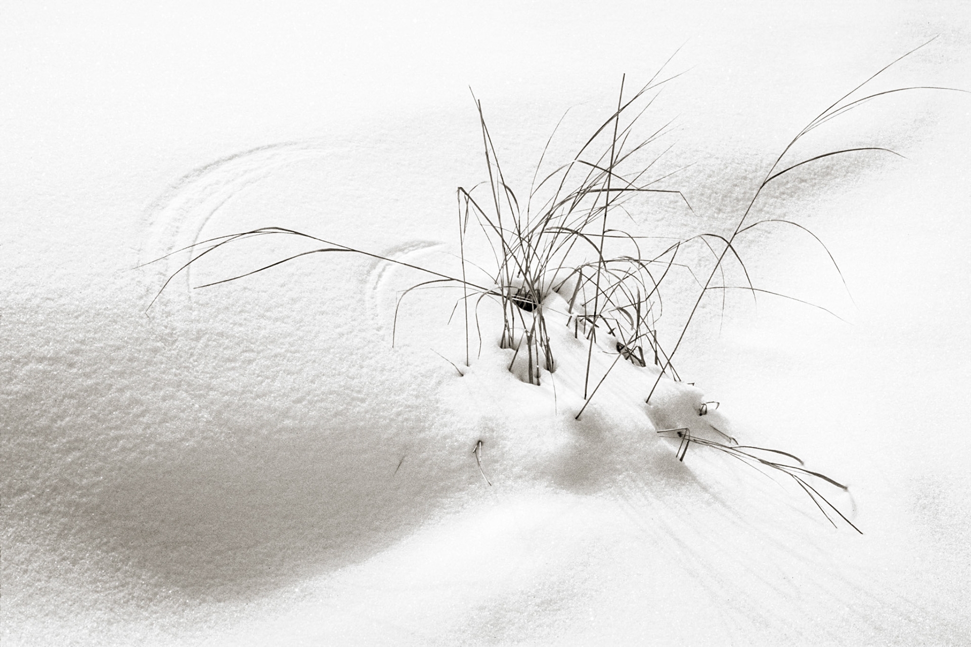 Winter Grasses and Patterns