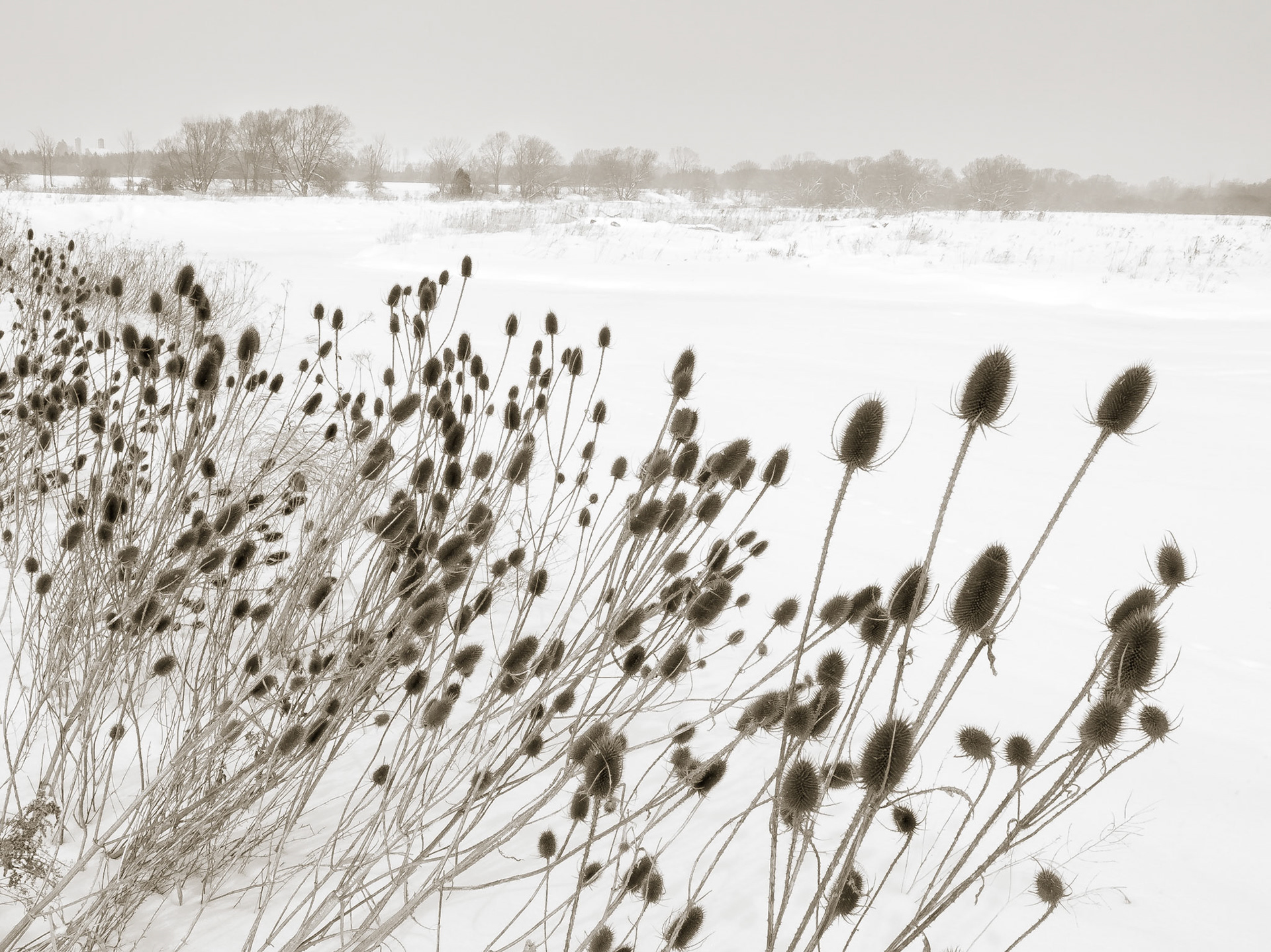 The bare flowerheads of teasel are stark against the snowy winter backdrop of the Grand River between Elora and West Montrose in WEllington County, Ontario.