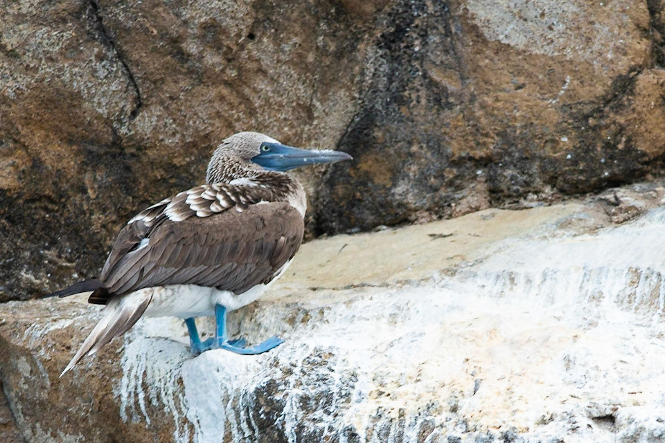 Day out snorkelling at Kicker Rock and Playa Cerro Brujo