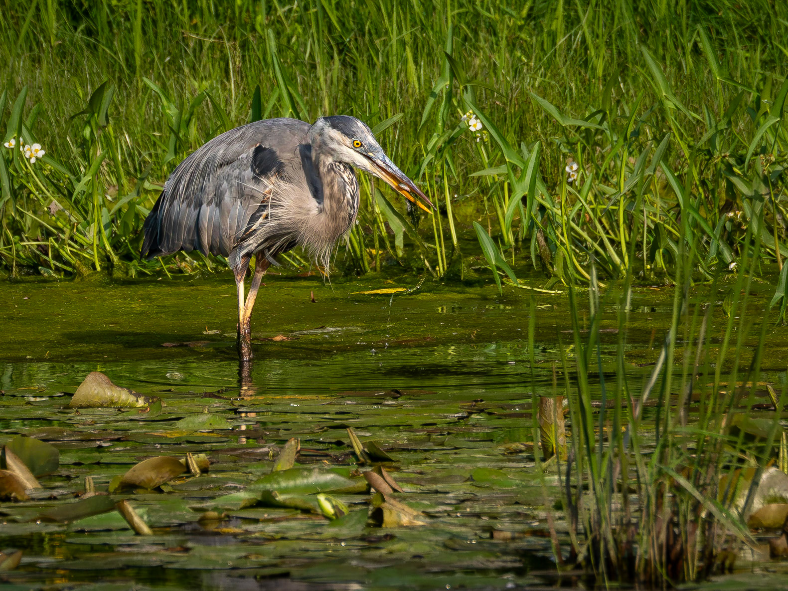 Great Blue Heron with fish