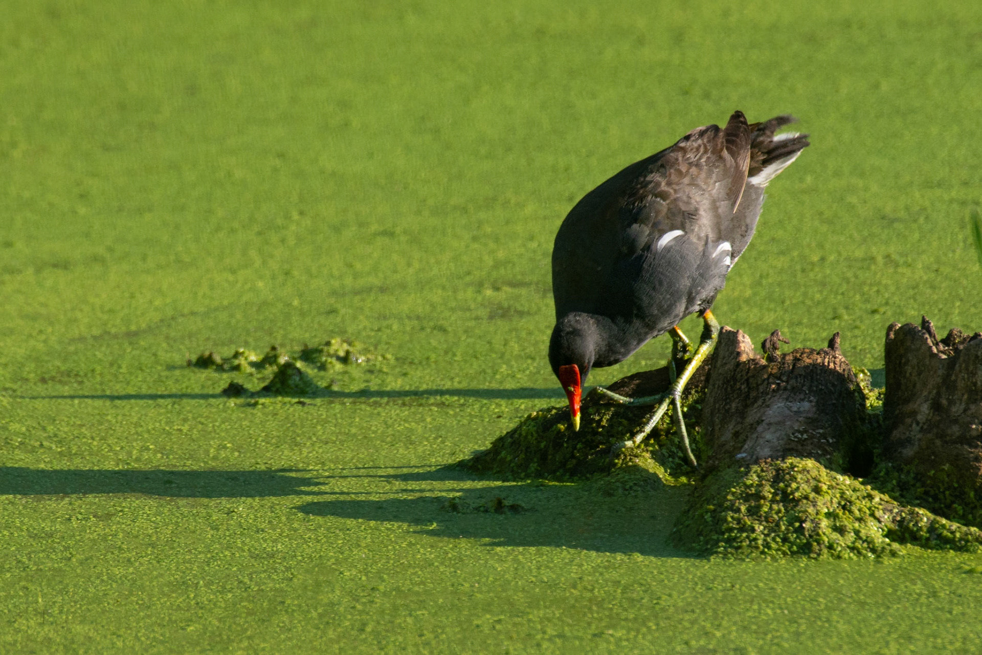 Common Gallinule on stump in marsh covered in duckweed