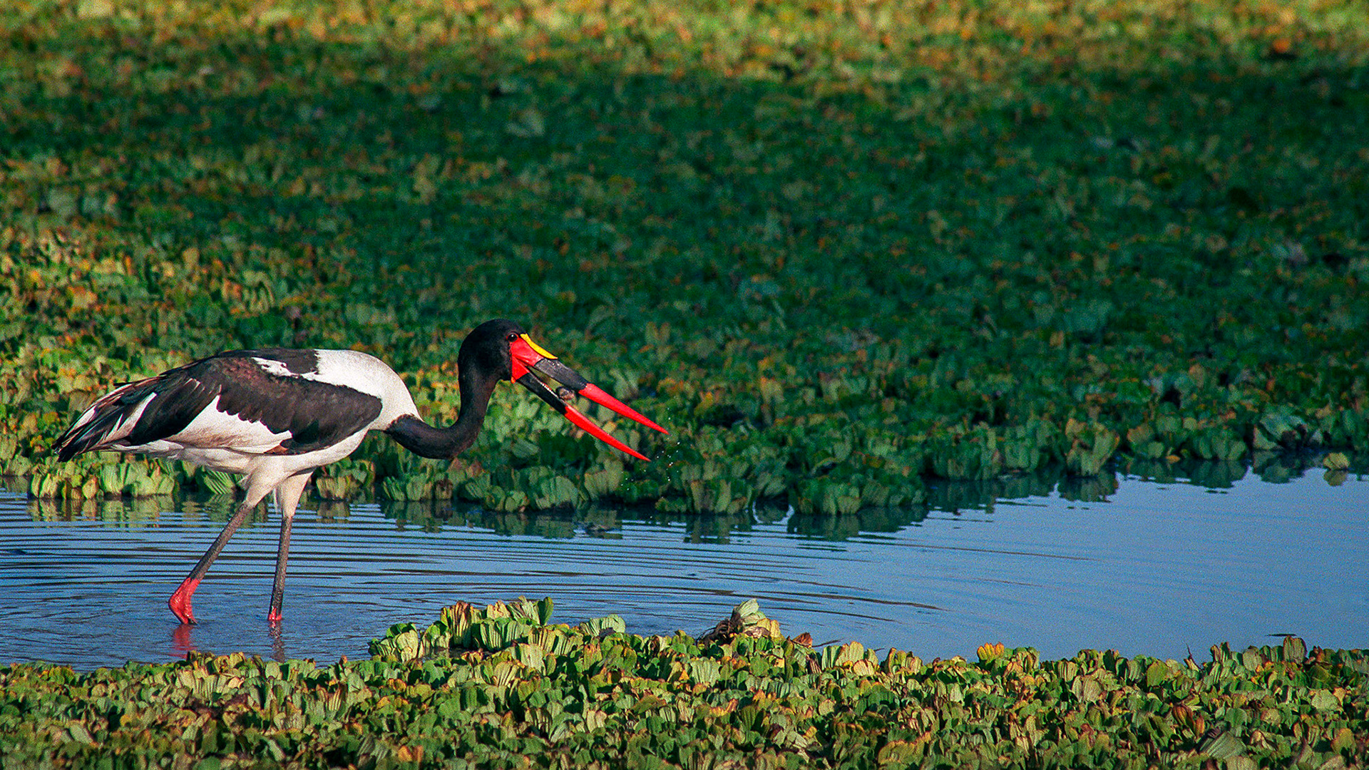 A bright and colourful saddle-billed stork fishes at a hole of open water in a green, leafy-coverd wetland in Tarangire National Park, Tanzania