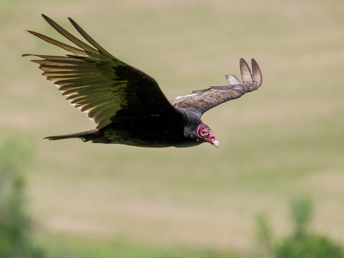 Turkey Vulture, Mount Nemo, Niagara Escarpment, Ontario
