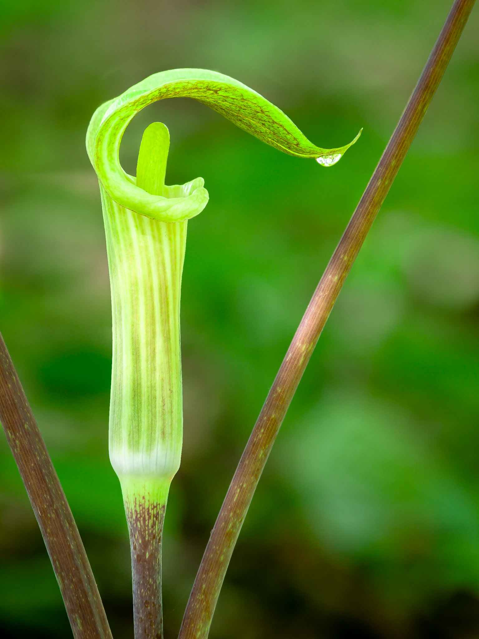 Jack-in-the-Pulpit