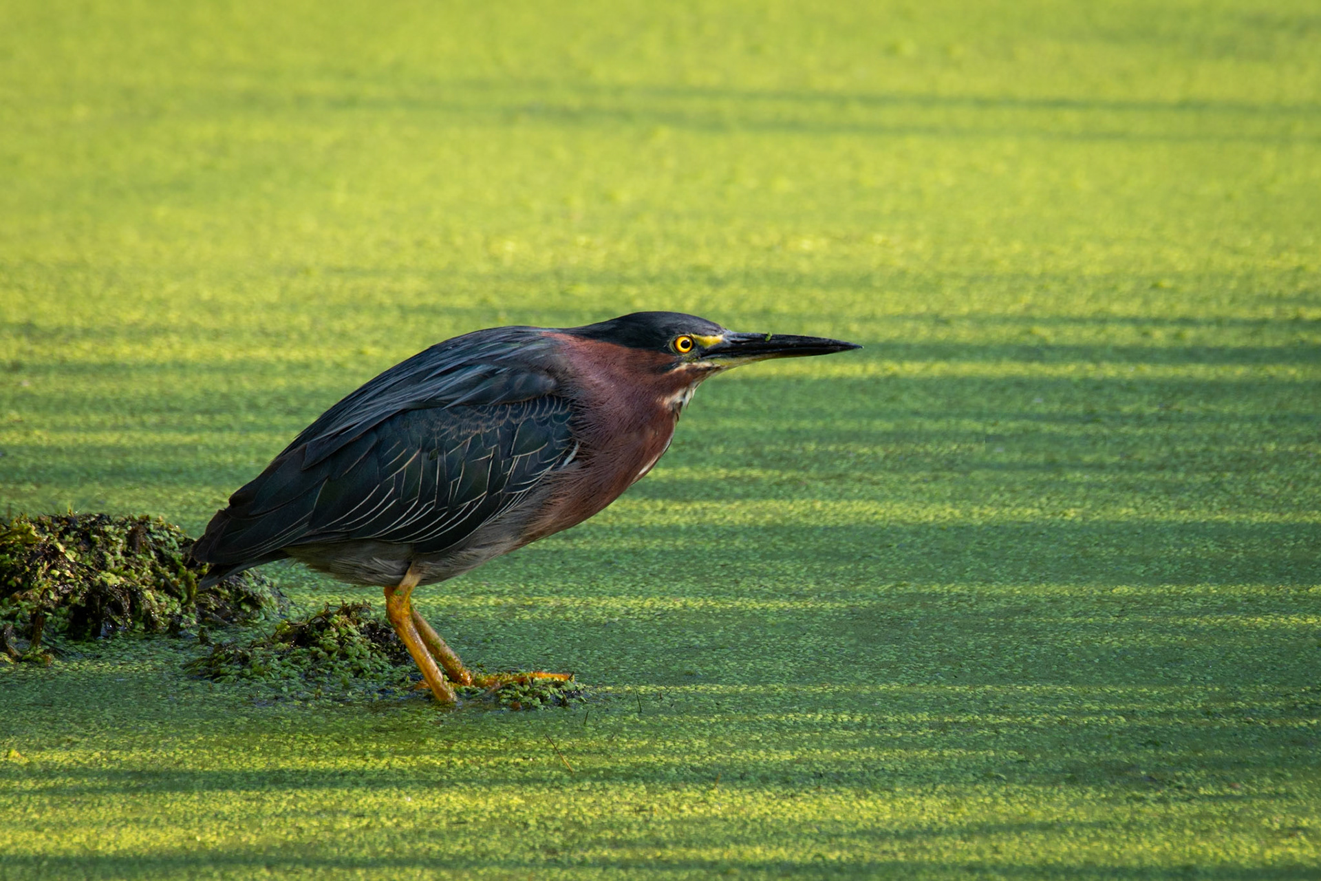 Green Heron waiting