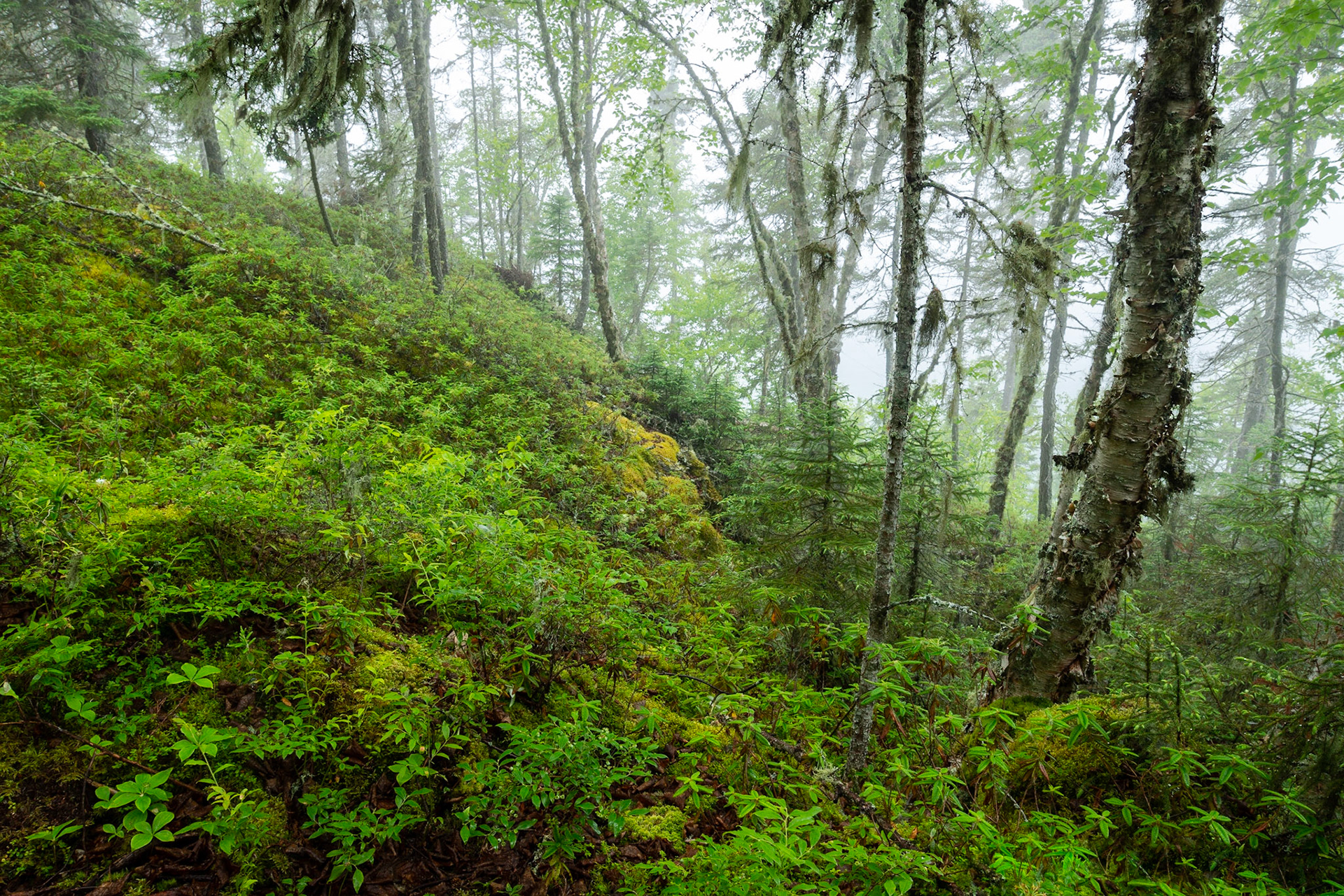 Forest in the Fog, Pukakswa National Park, Ontario