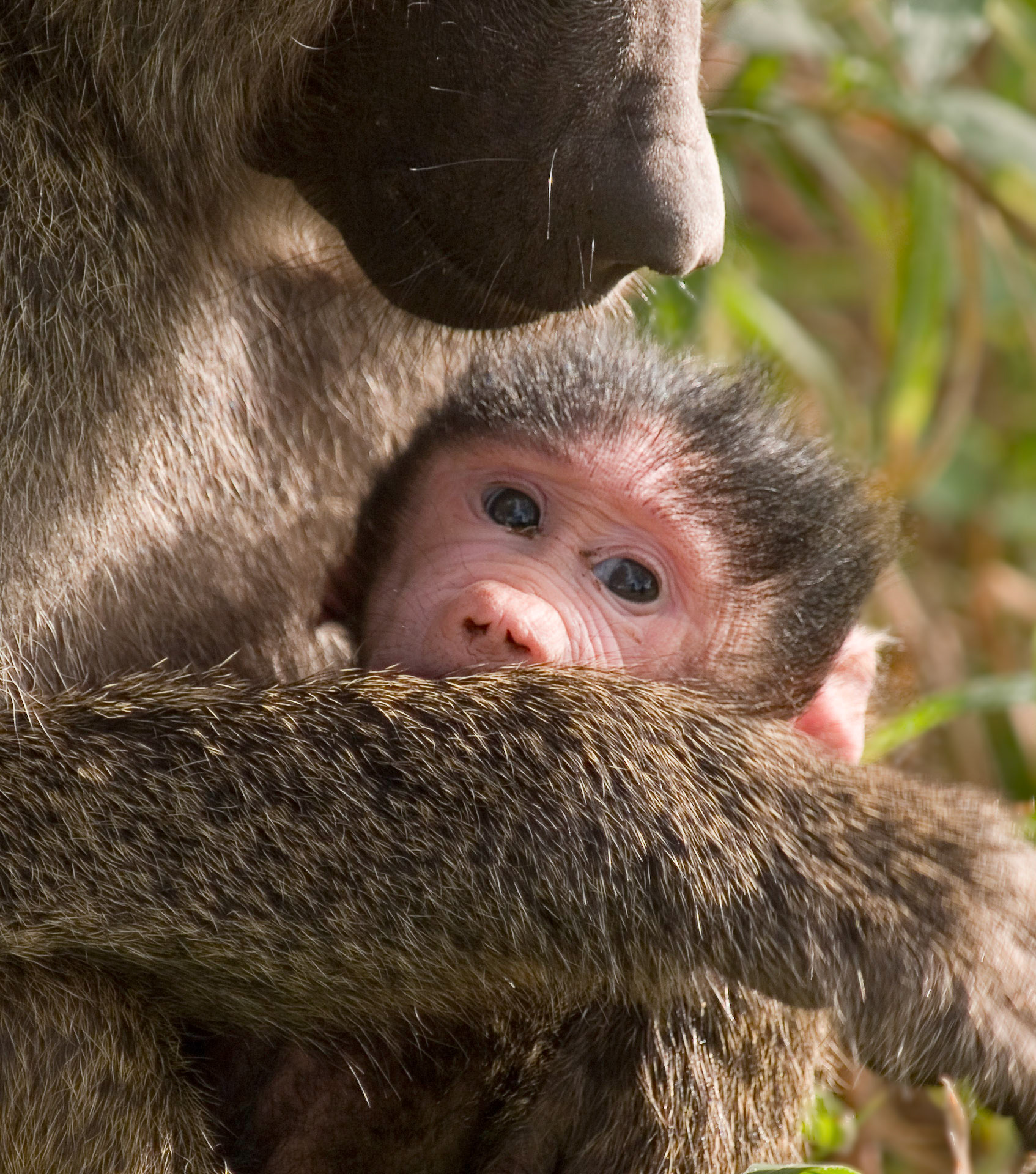 A mother baboon holds her baby as the baby looks up at the camera in Tarangire National Park, in the Great East African Rift Valley, Tanzania