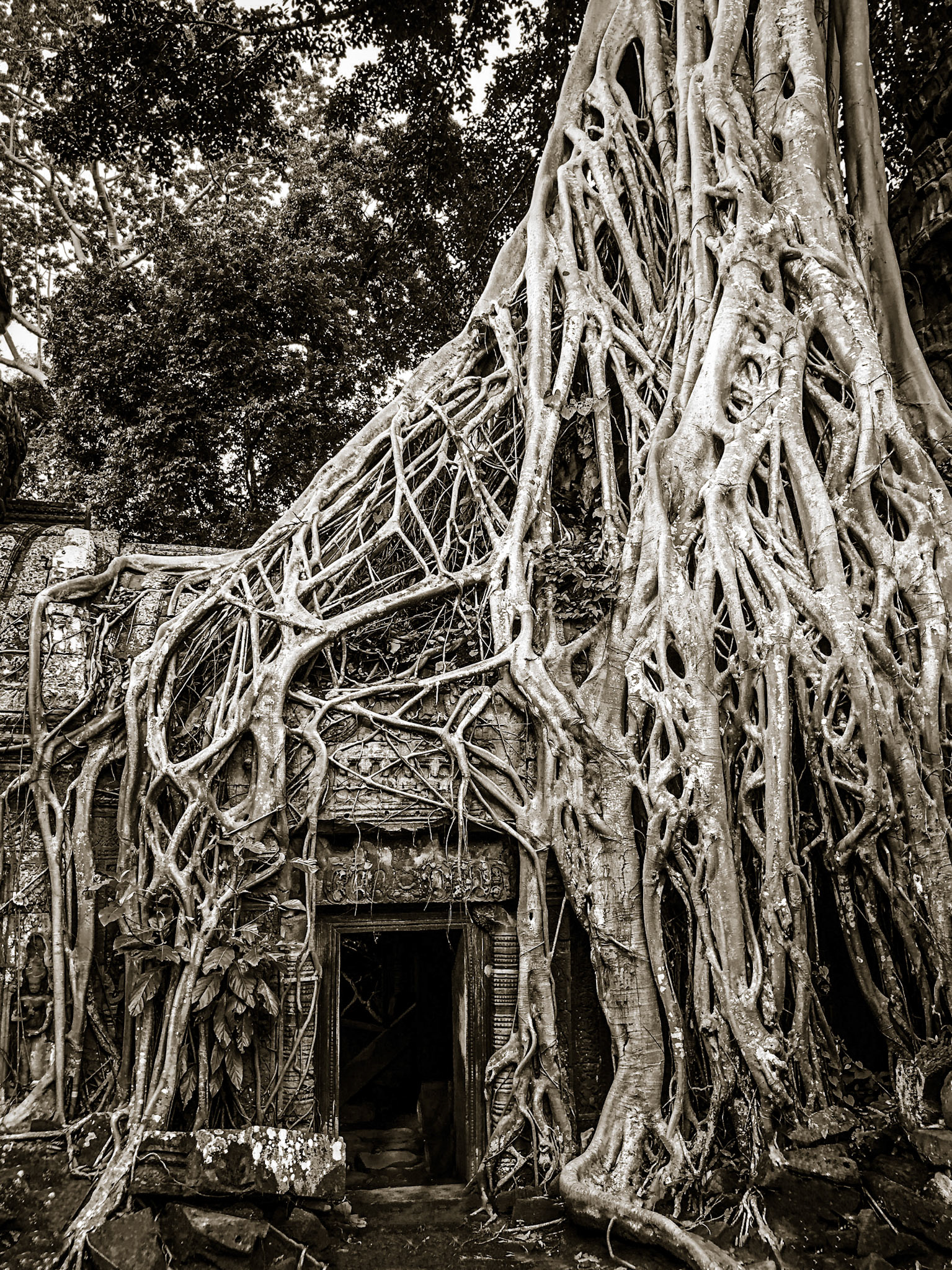Ta Prohm, Angkor, Cambodia