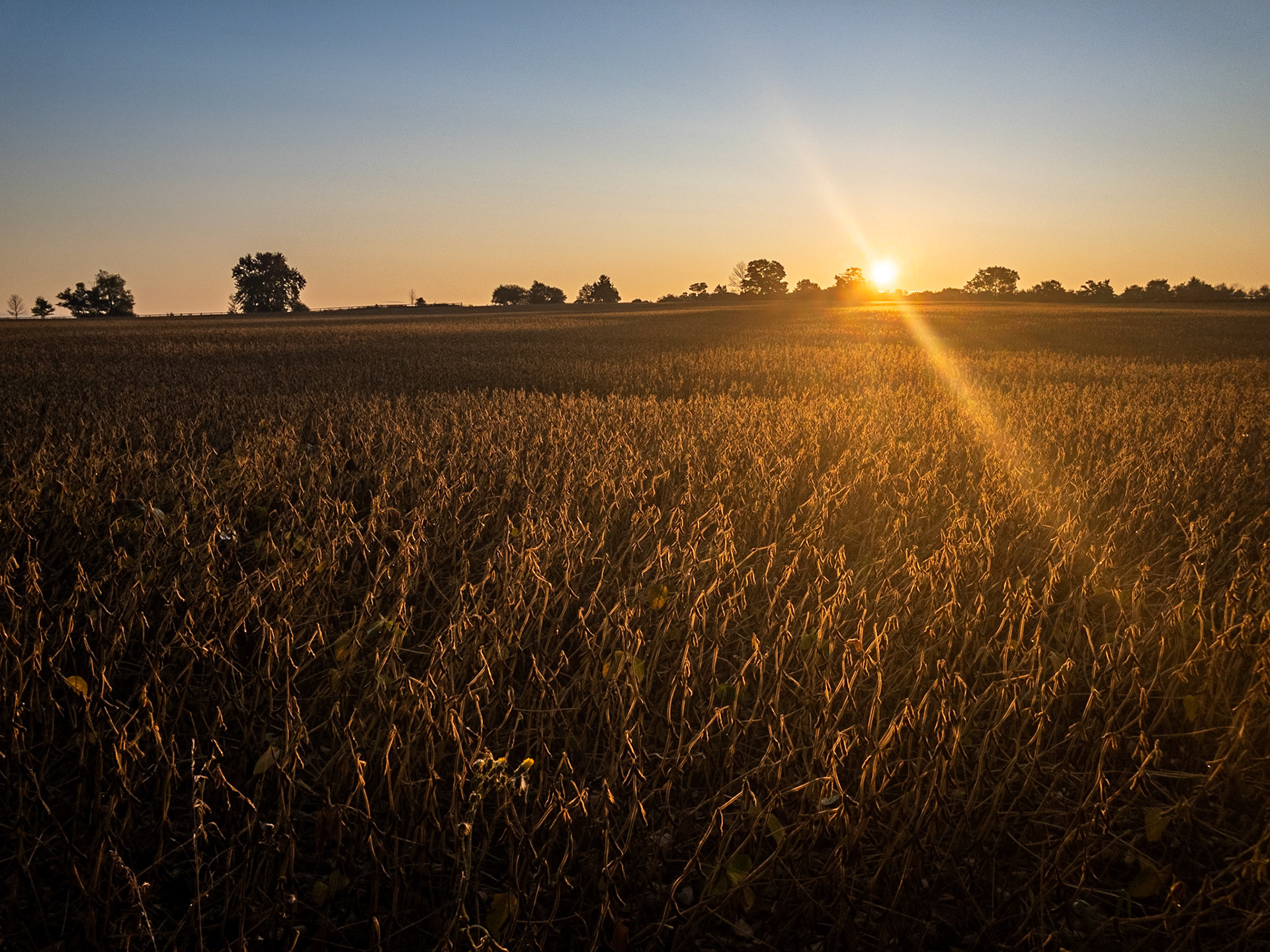 Low sun-angle sunrise over a backlit field of dried brown soybeans in autumn