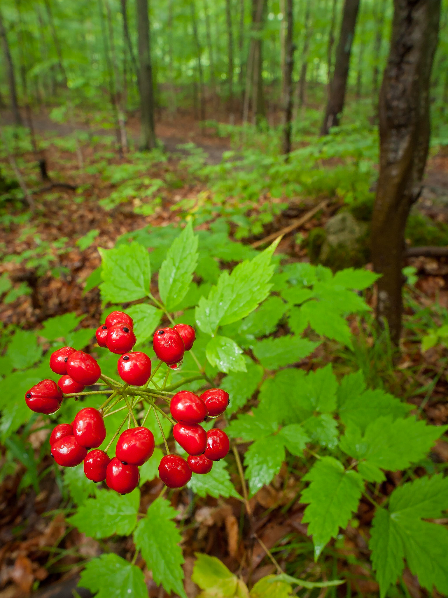 Red Baneberries