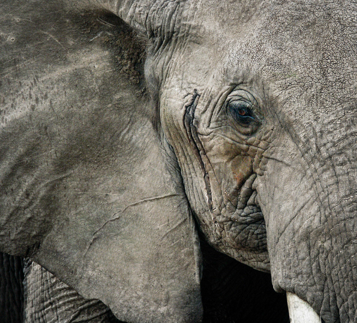 A close-up of just the eye, grey head and ear of an elephant in Tanzania