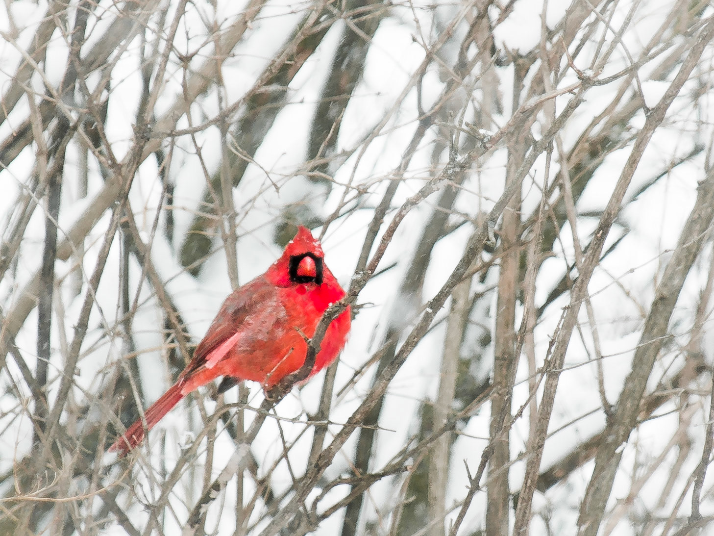 Male Northern Cardinal in a snow storm