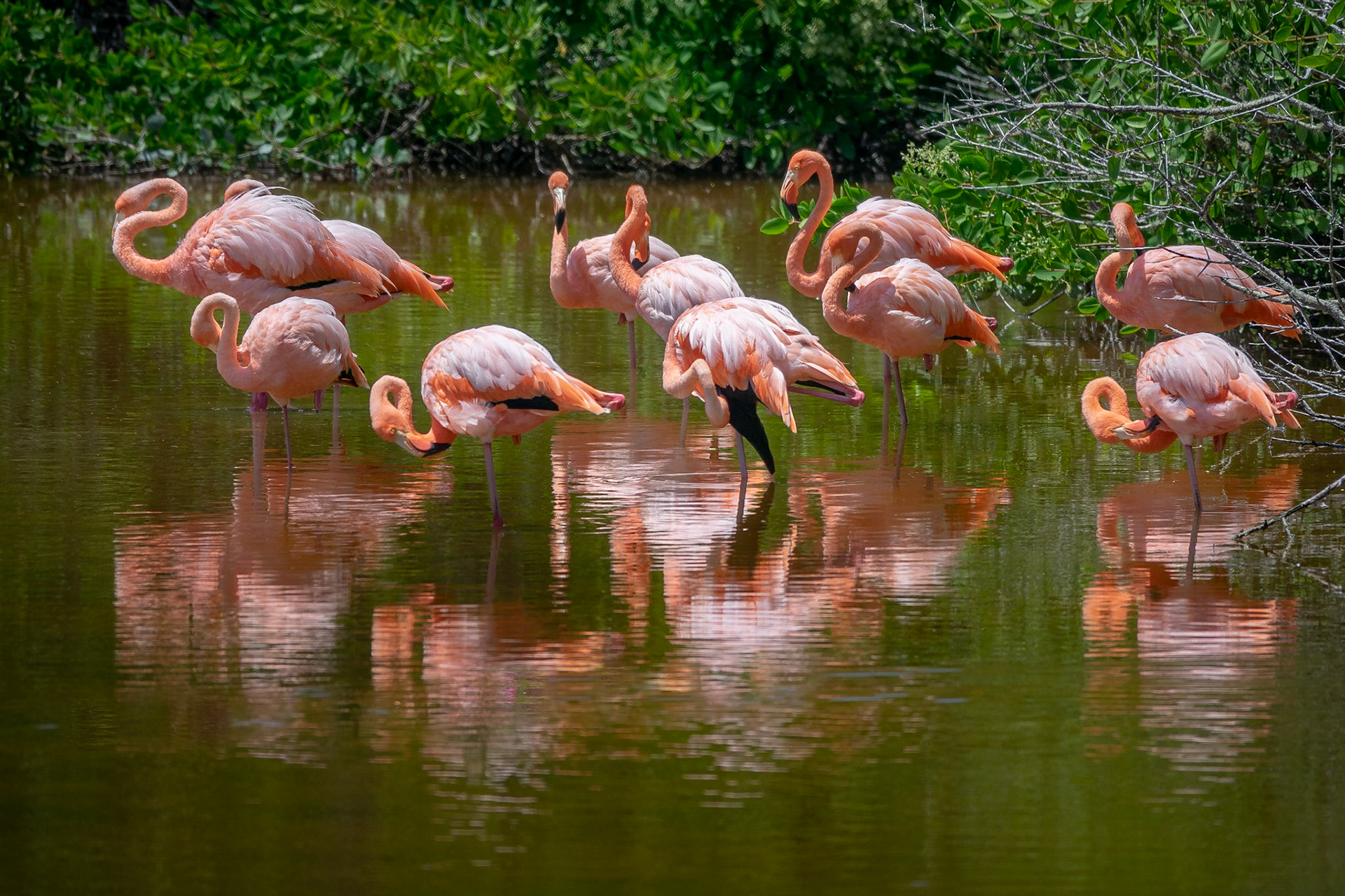 Greater Flamingos (Phoenicopterus roseus). Isabela, Galapagos