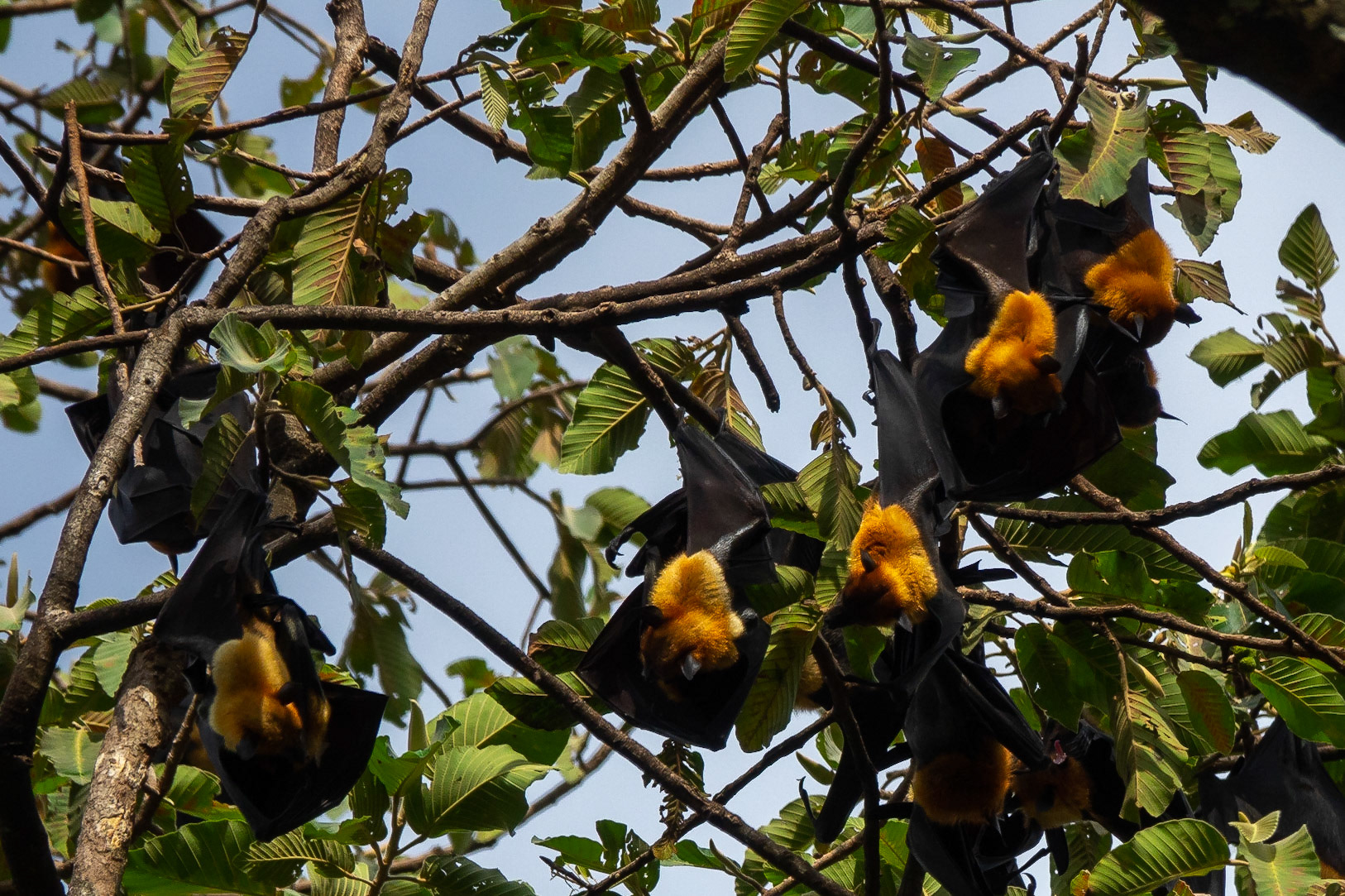 Flying Foxes, Royal Gardens, Siem Reap, Cambodia