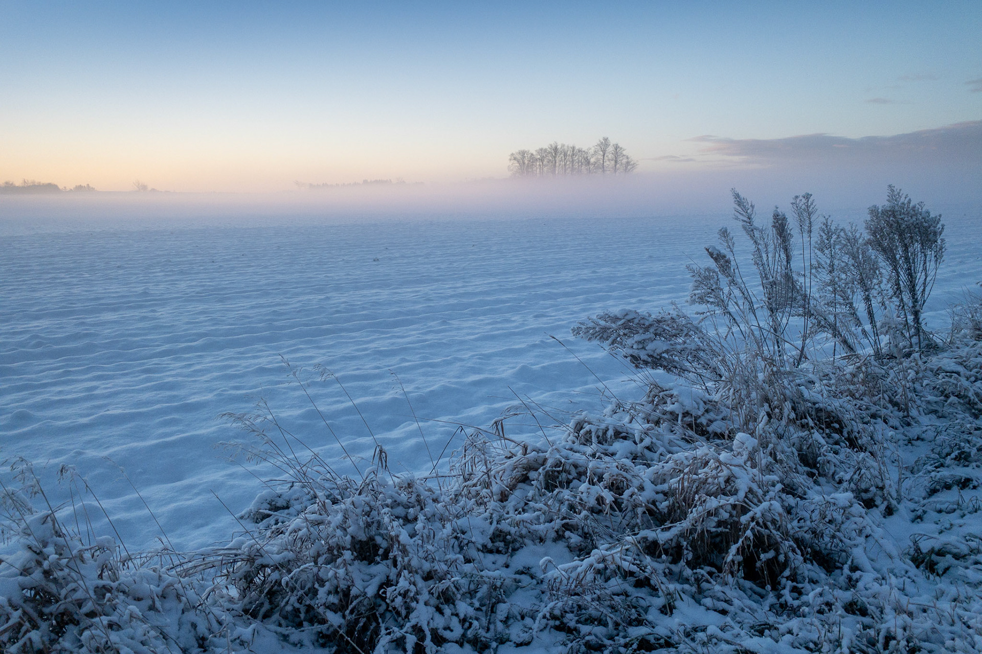 With frosted, dried wildflowers in the foreground, warm dawn light begins to fill a bright blue sky as ground fog hovers over a farm field with a distant grouping of trees, branches bare of leaves.