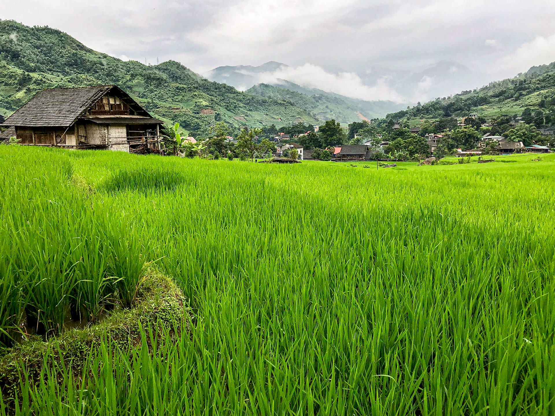 Rice Farm, Bản Dền, Lào Cai, Việt Nam