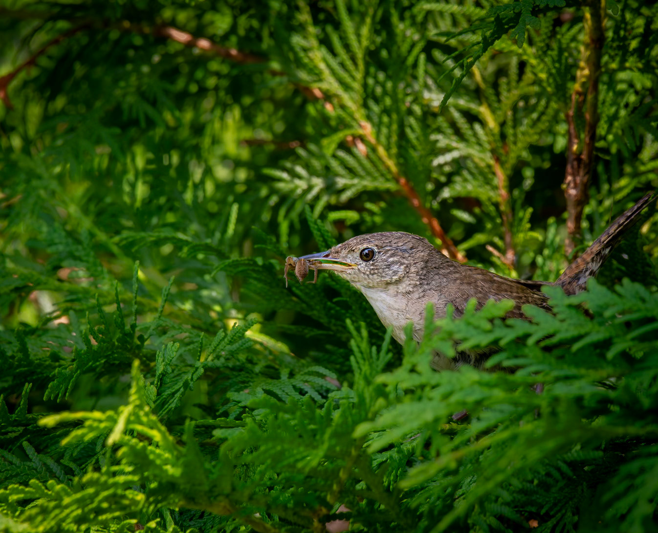 House Wren (Troglodytes aedon) with Spider