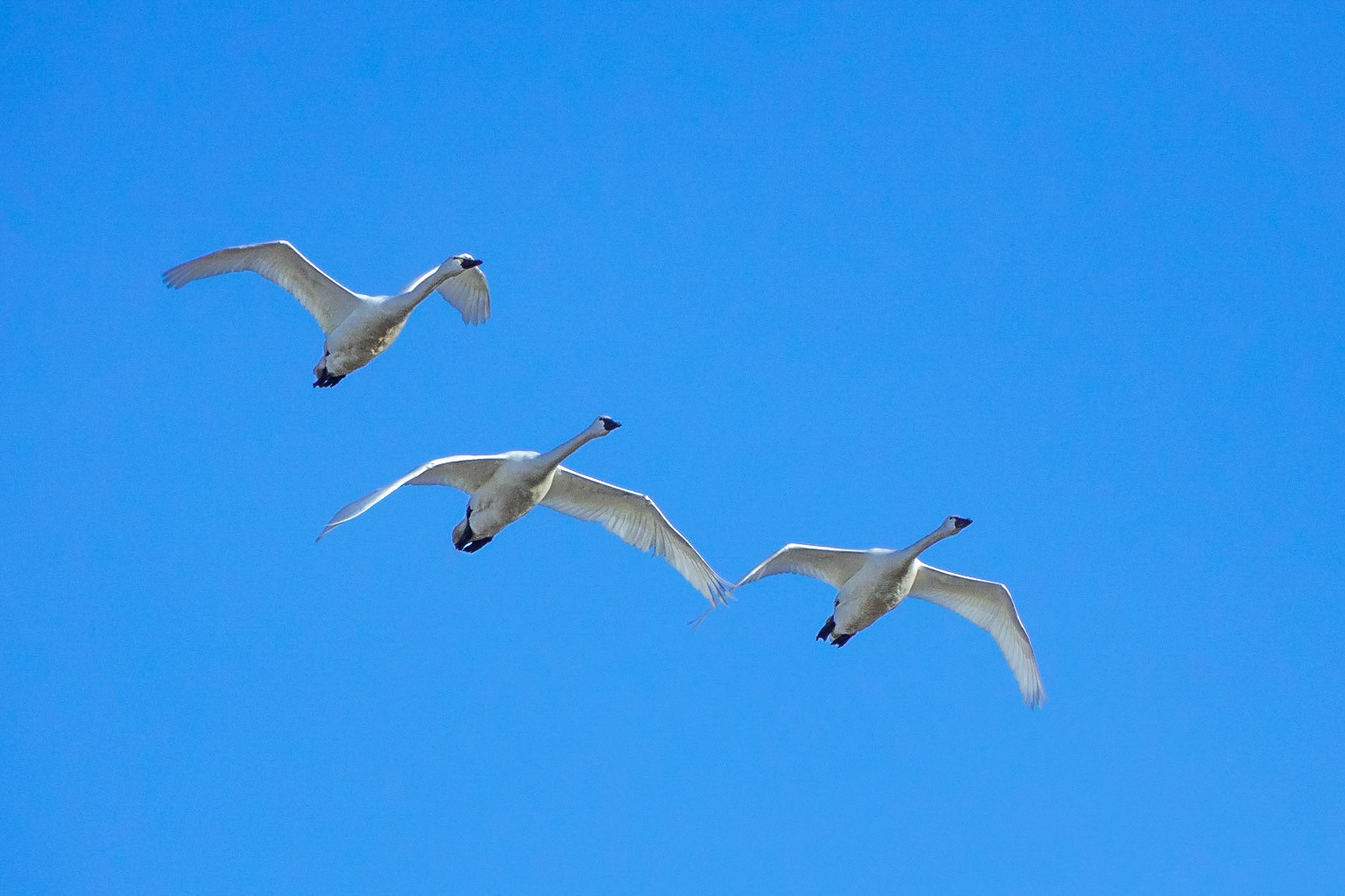 Three Trumpeter Swans flying overhead